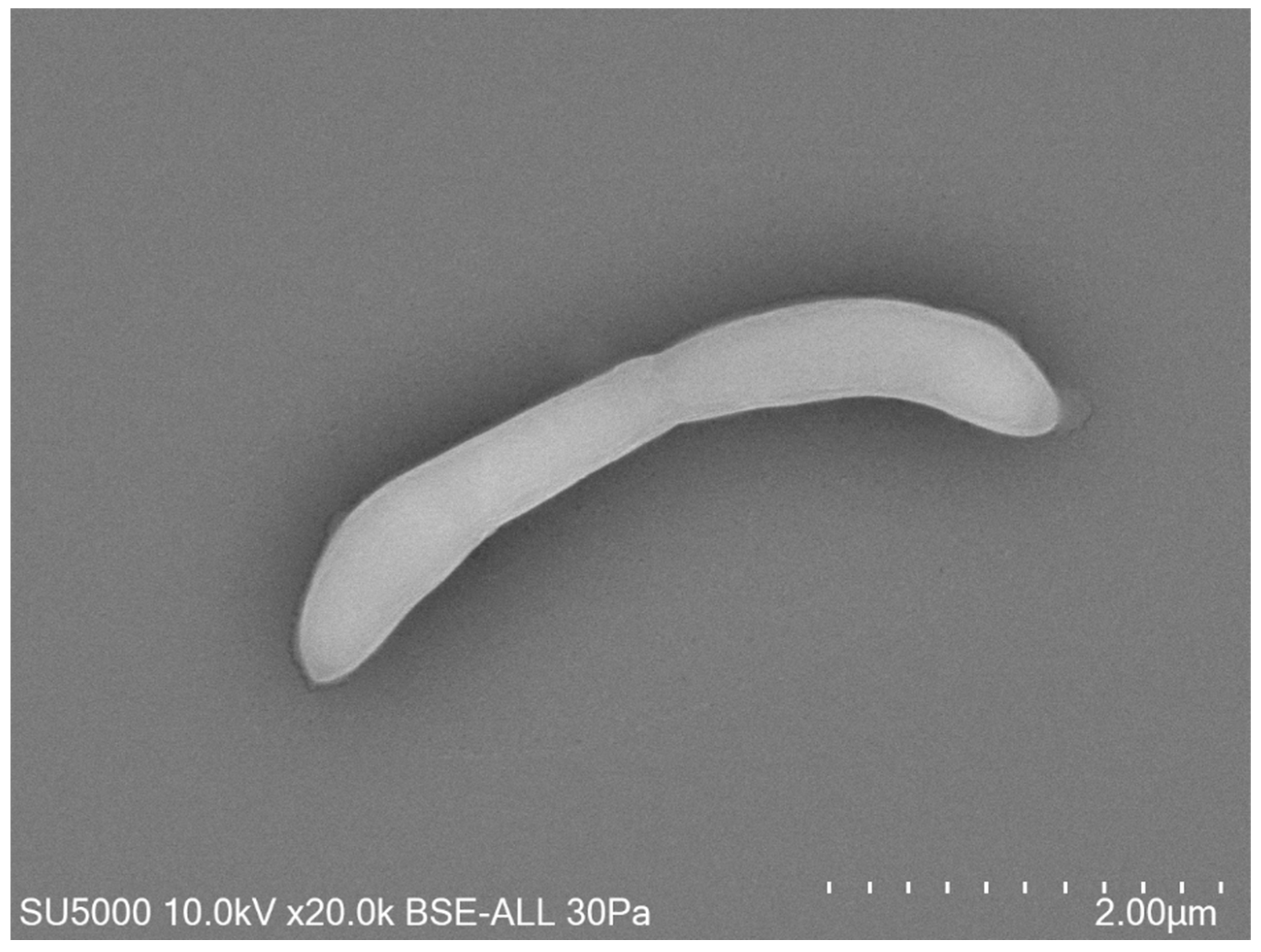 Pathogens 10 00367 g002