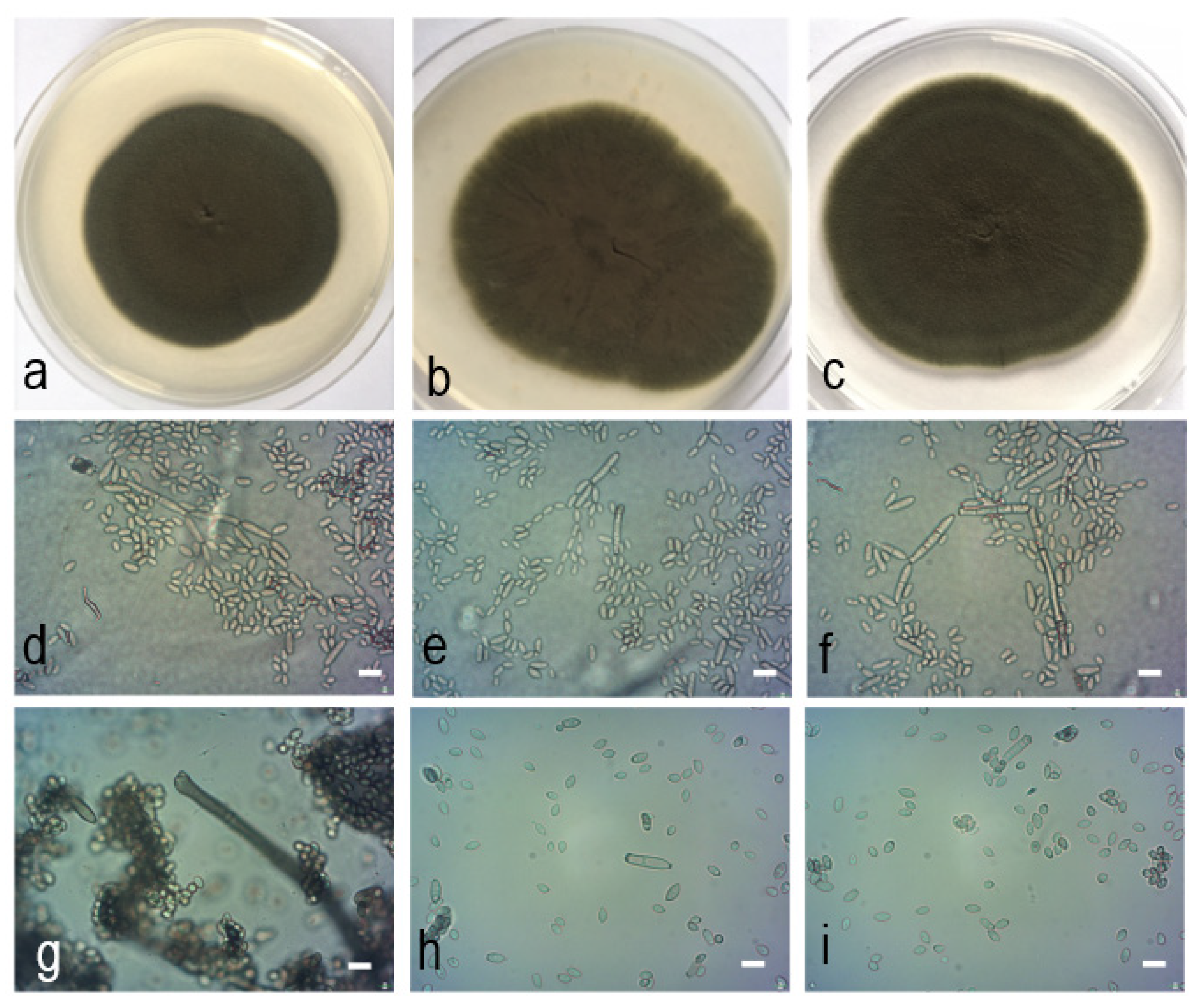 Pathogens 10 00369 g006