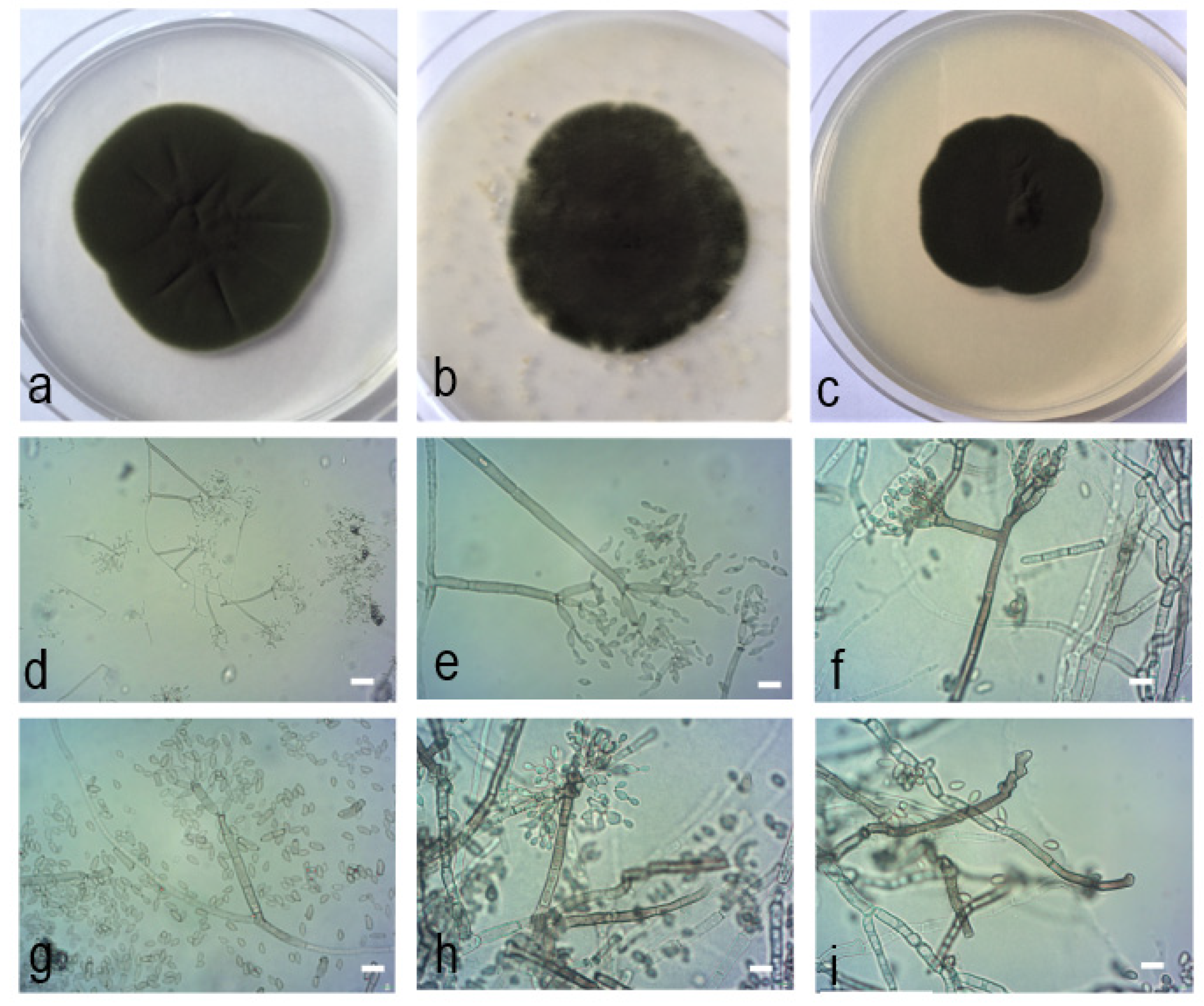 Pathogens 10 00369 g007