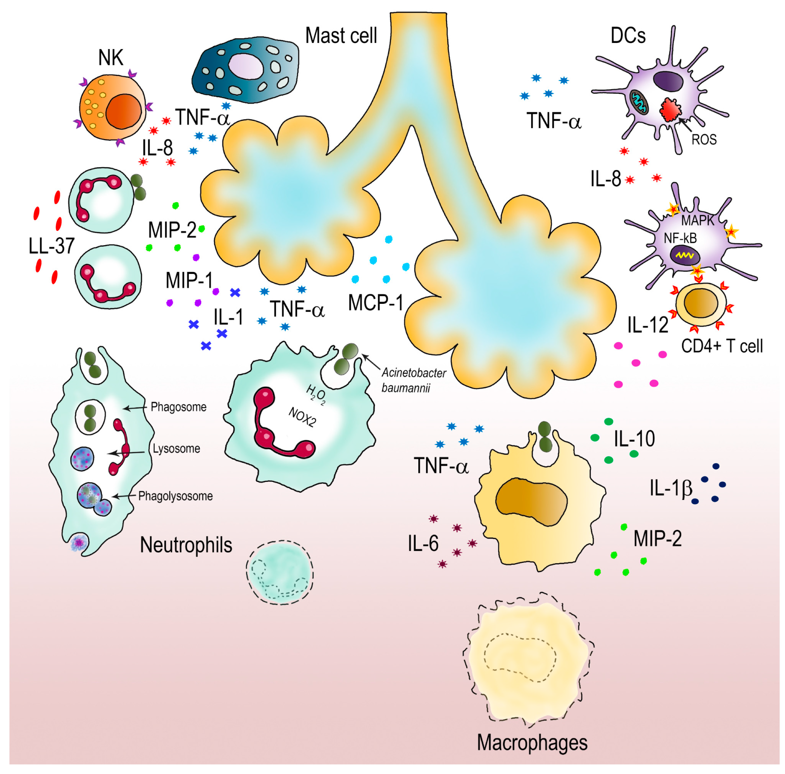 Pathogens 10 00387 g002