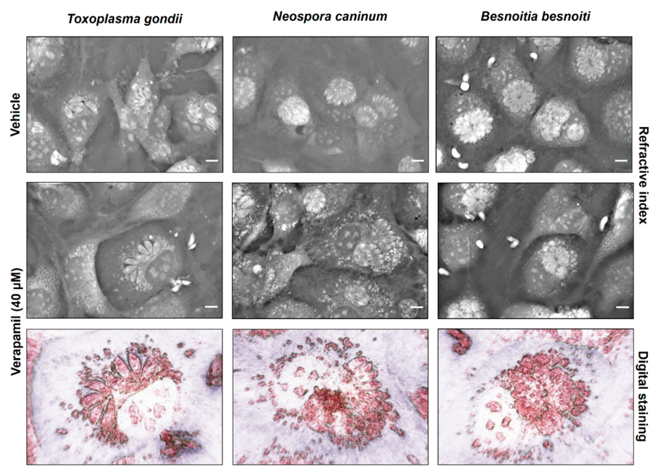 Pathogens 10 00395 g005 Pathogens 10 00395 g005