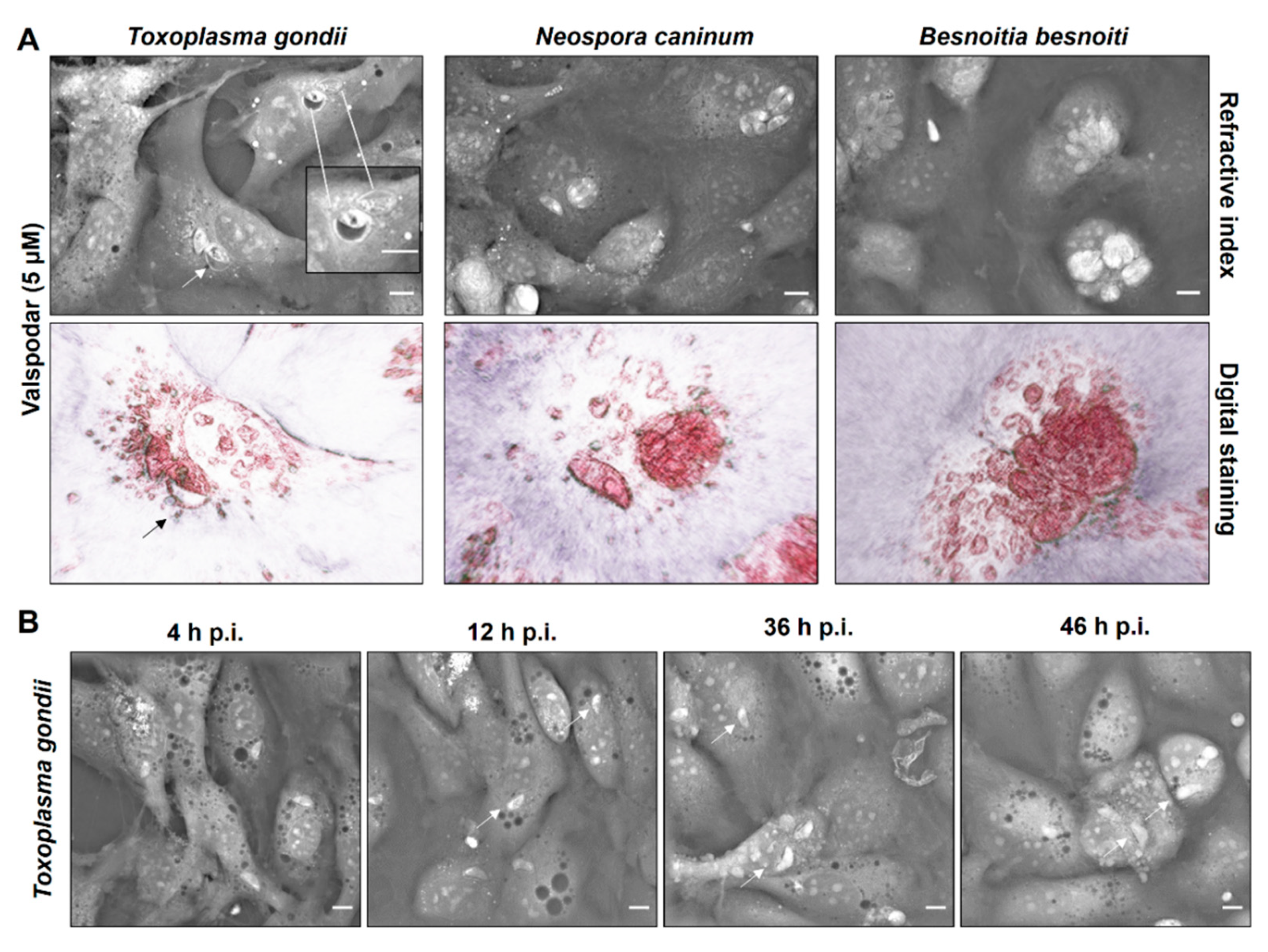 Pathogens 10 00395 g007 Pathogens 10 00395 g007