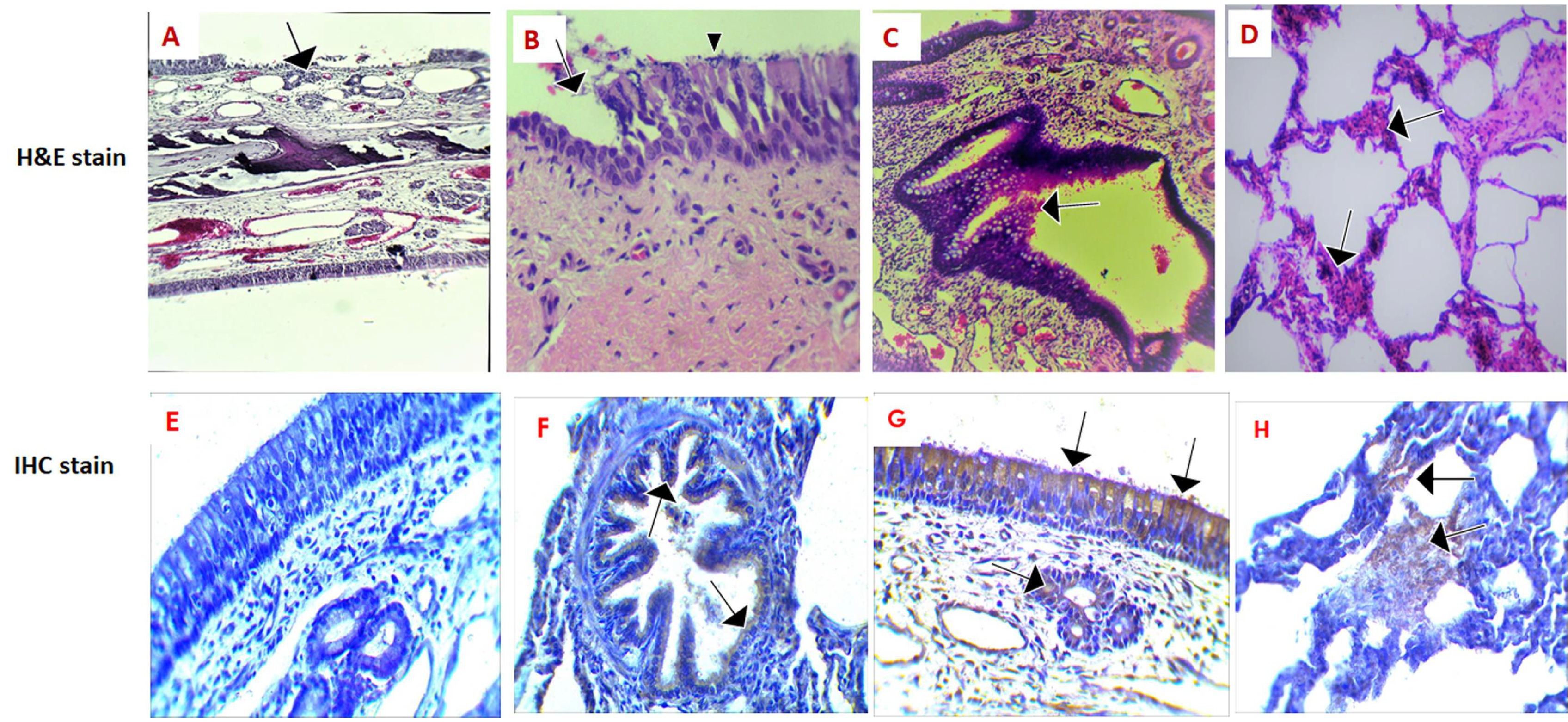 Pathogens 10 00420 g001