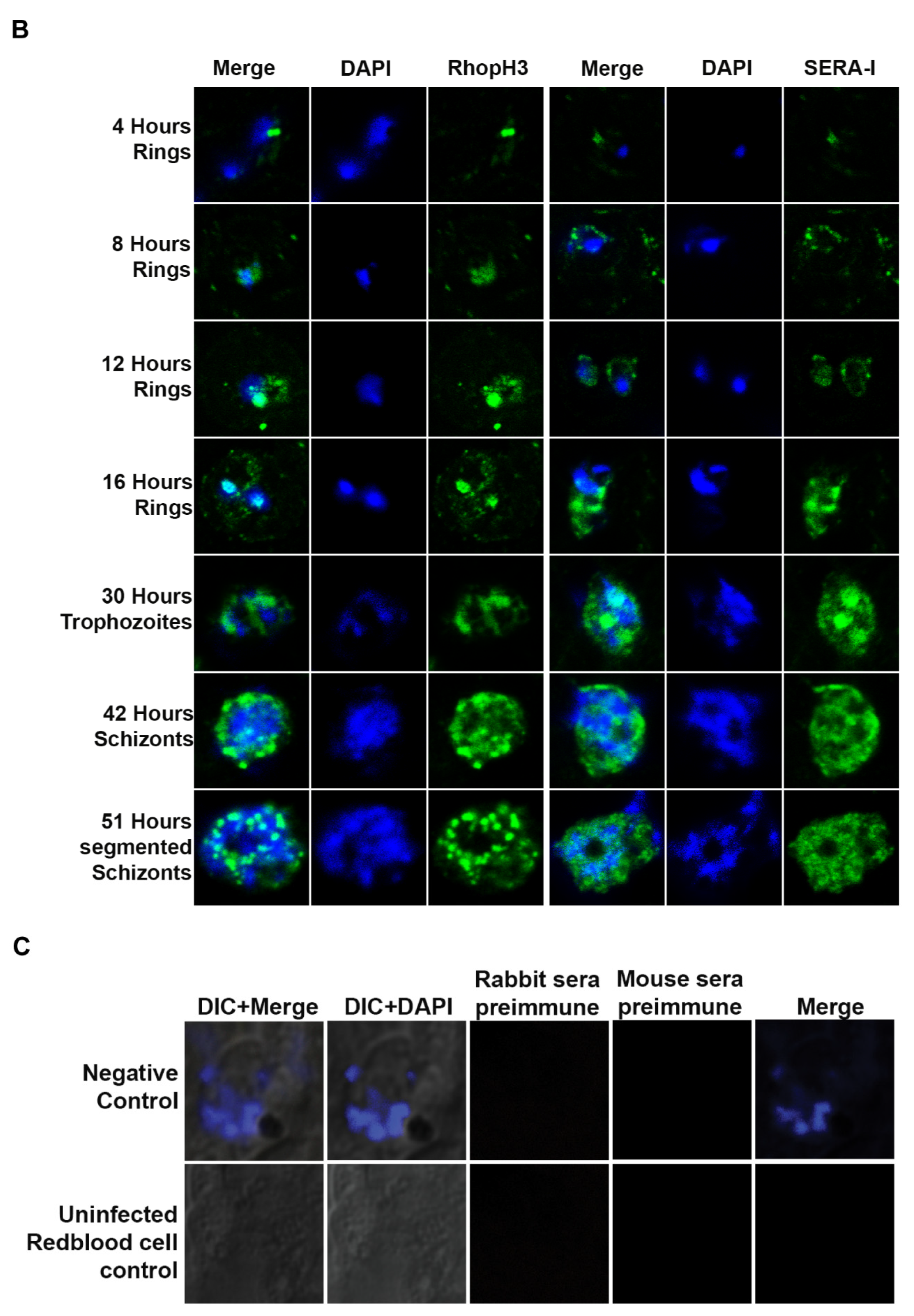 Pathogens 10 00431 g002b Pathogens 10 00431 g002b
