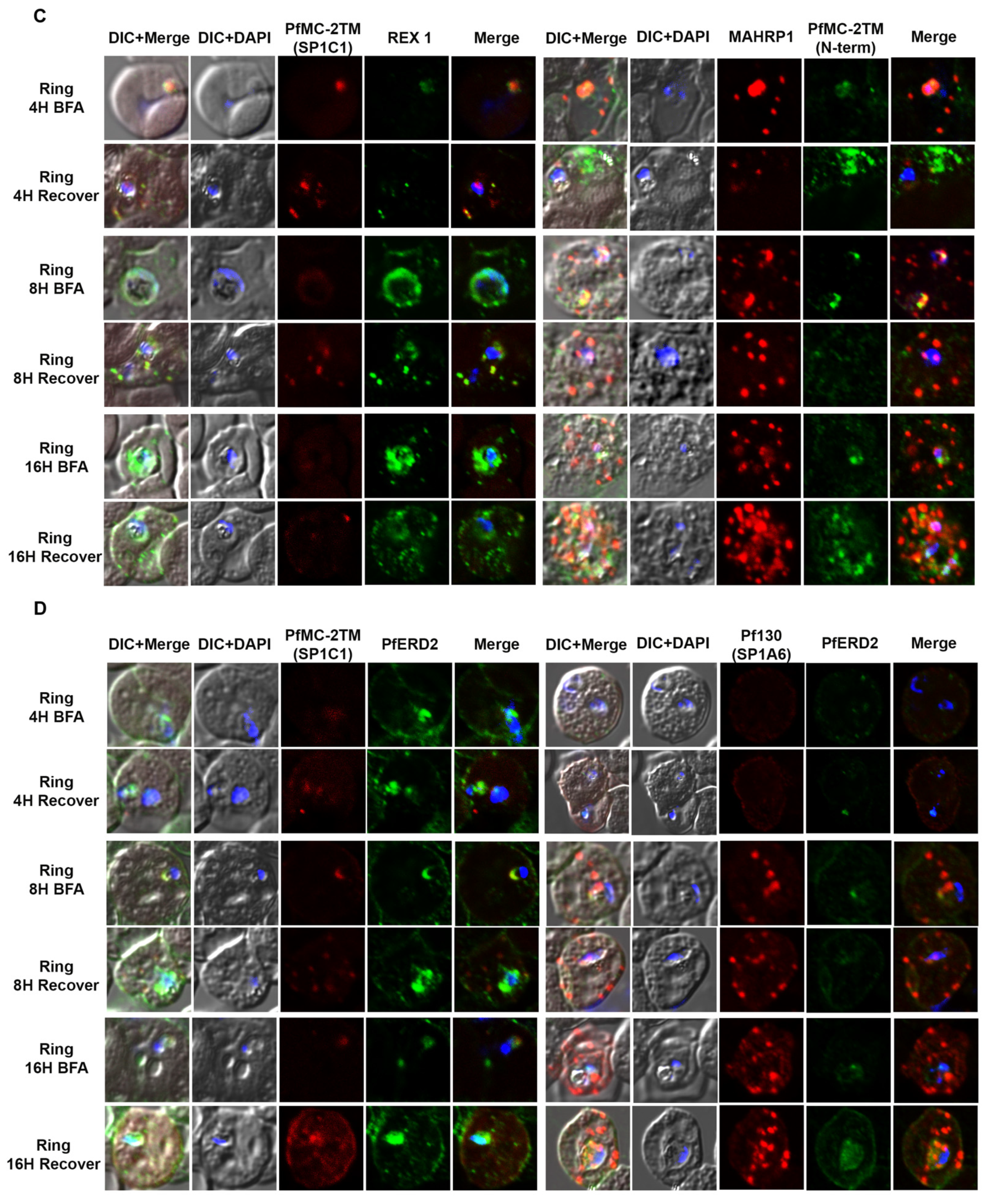 Pathogens 10 00431 g003b Pathogens 10 00431 g003b