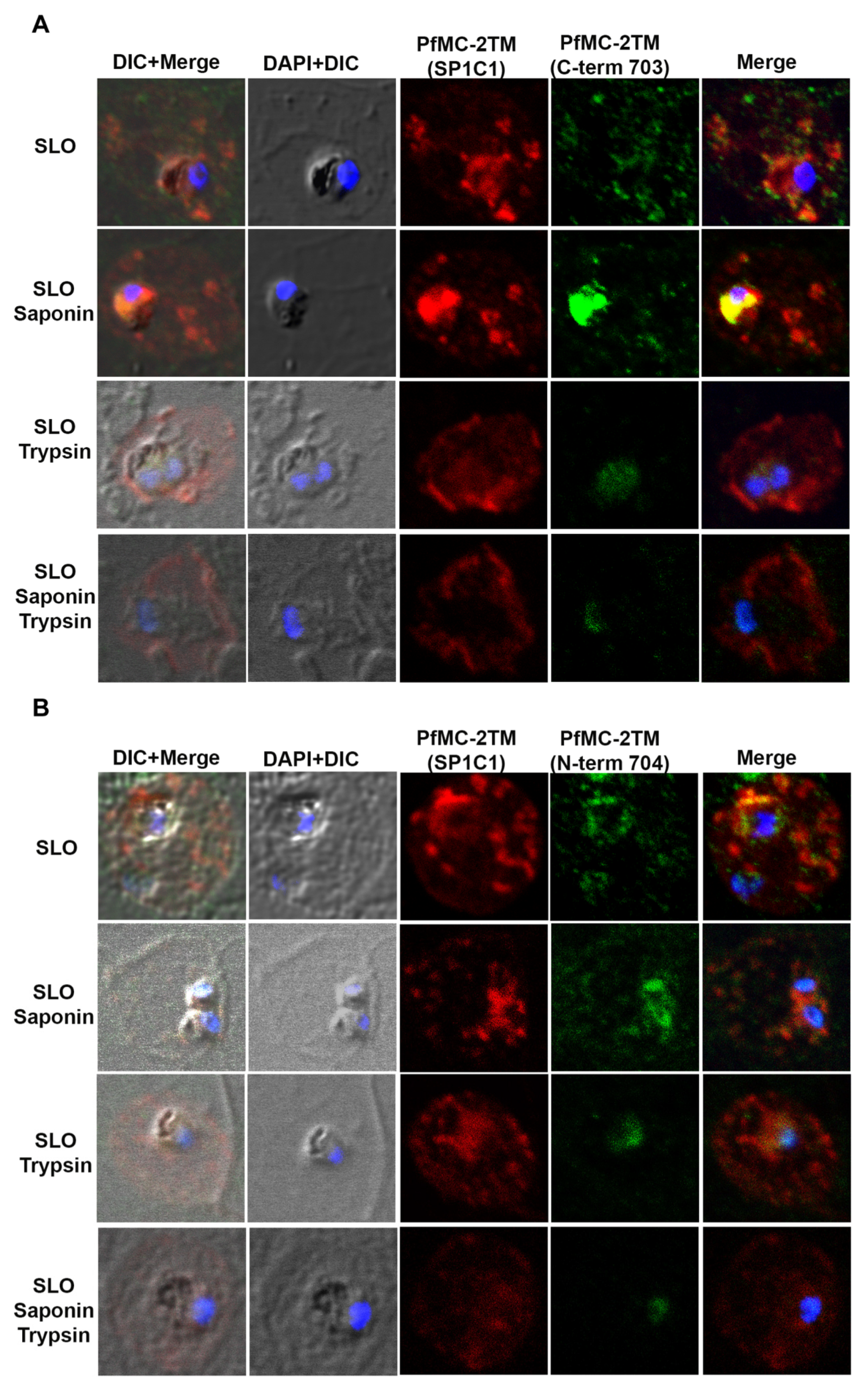 Pathogens 10 00431 g007a Pathogens 10 00431 g007a