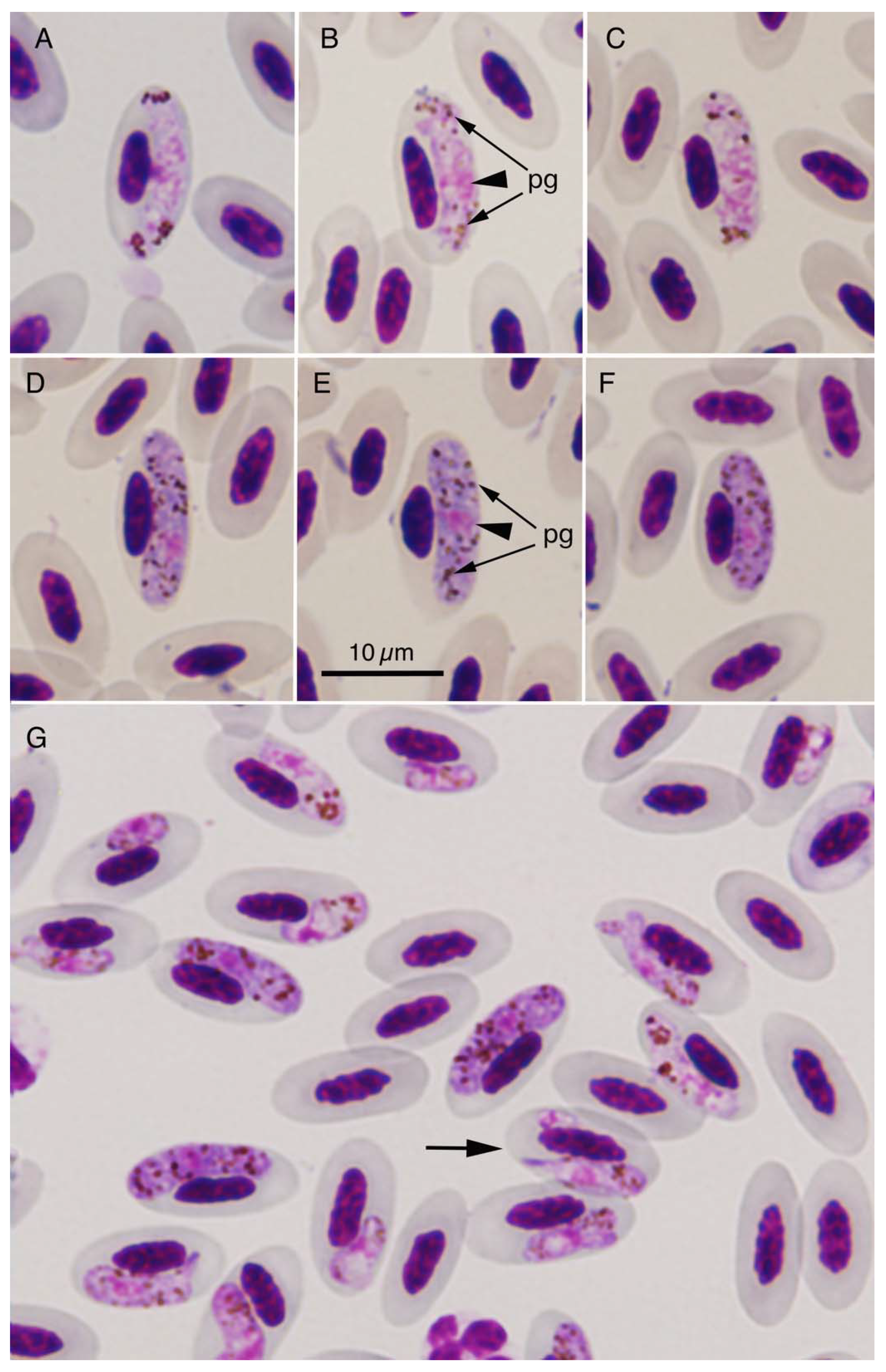Pathogens 10 00440 g001 Pathogens 10 00440 g001
