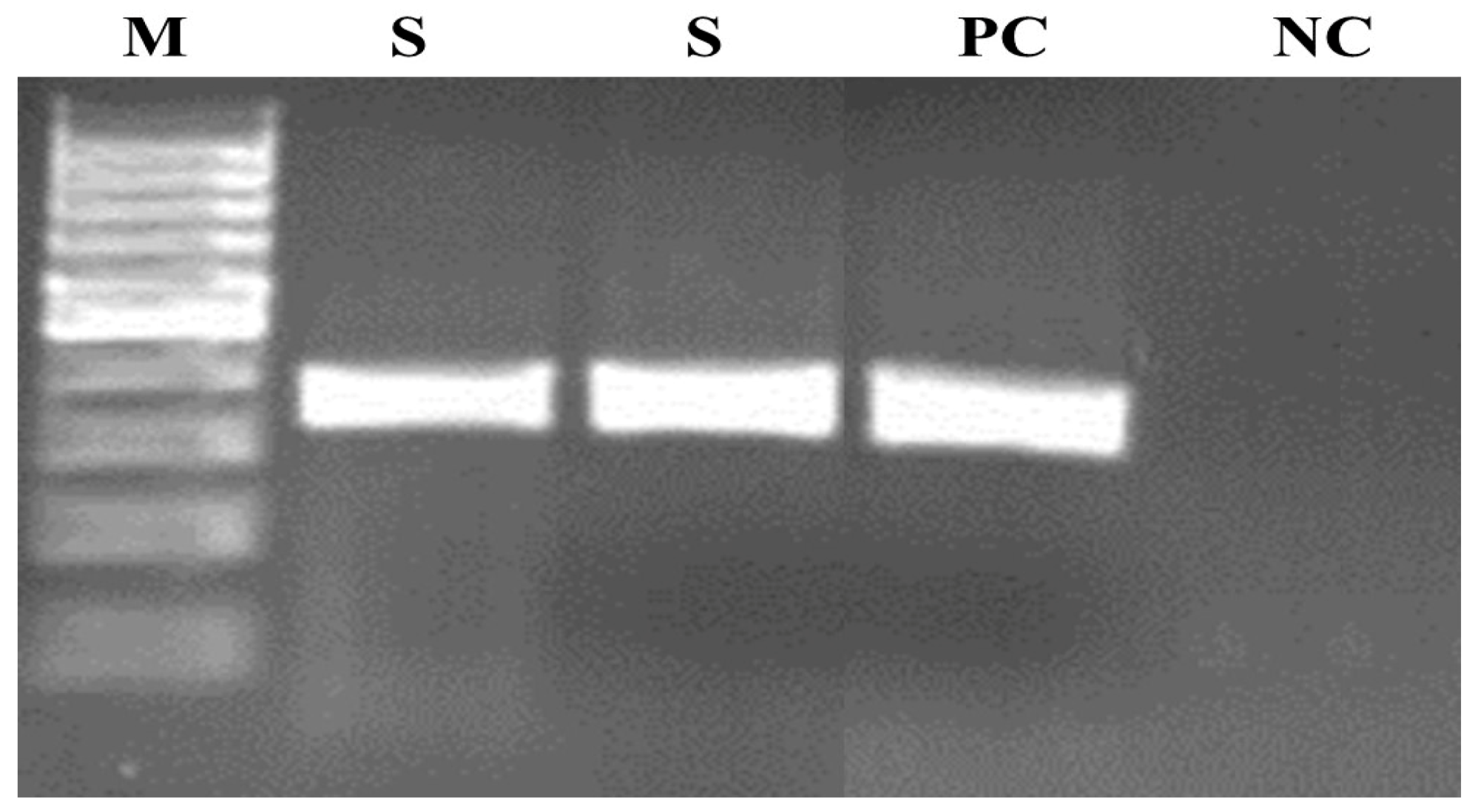 Pathogens 10 00441 g002