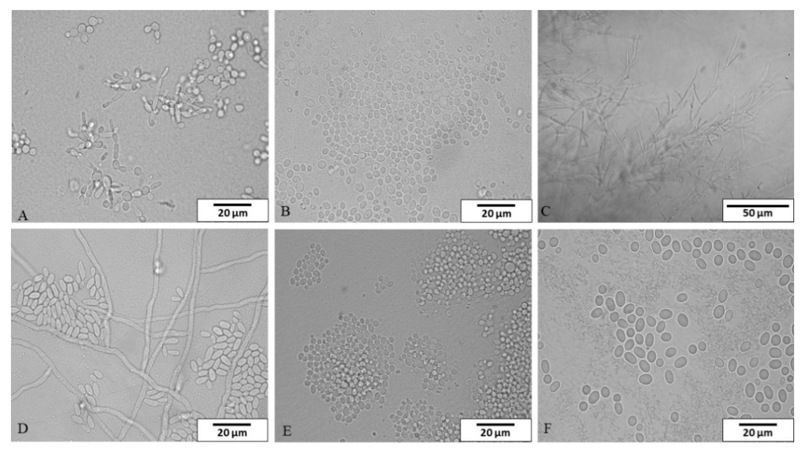 Pathogens 10 00446 g001