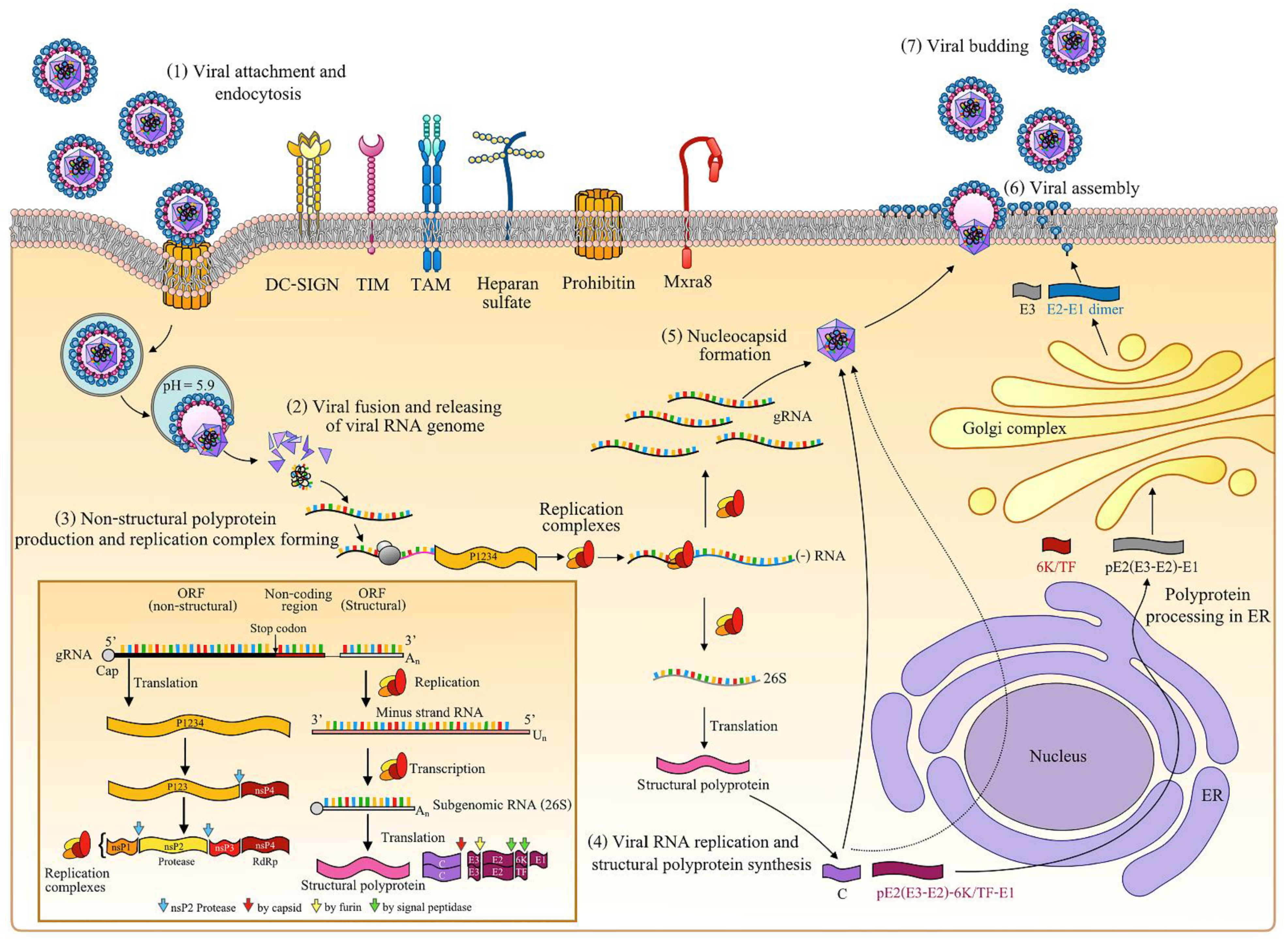 Pathogens 10 00448 g001
