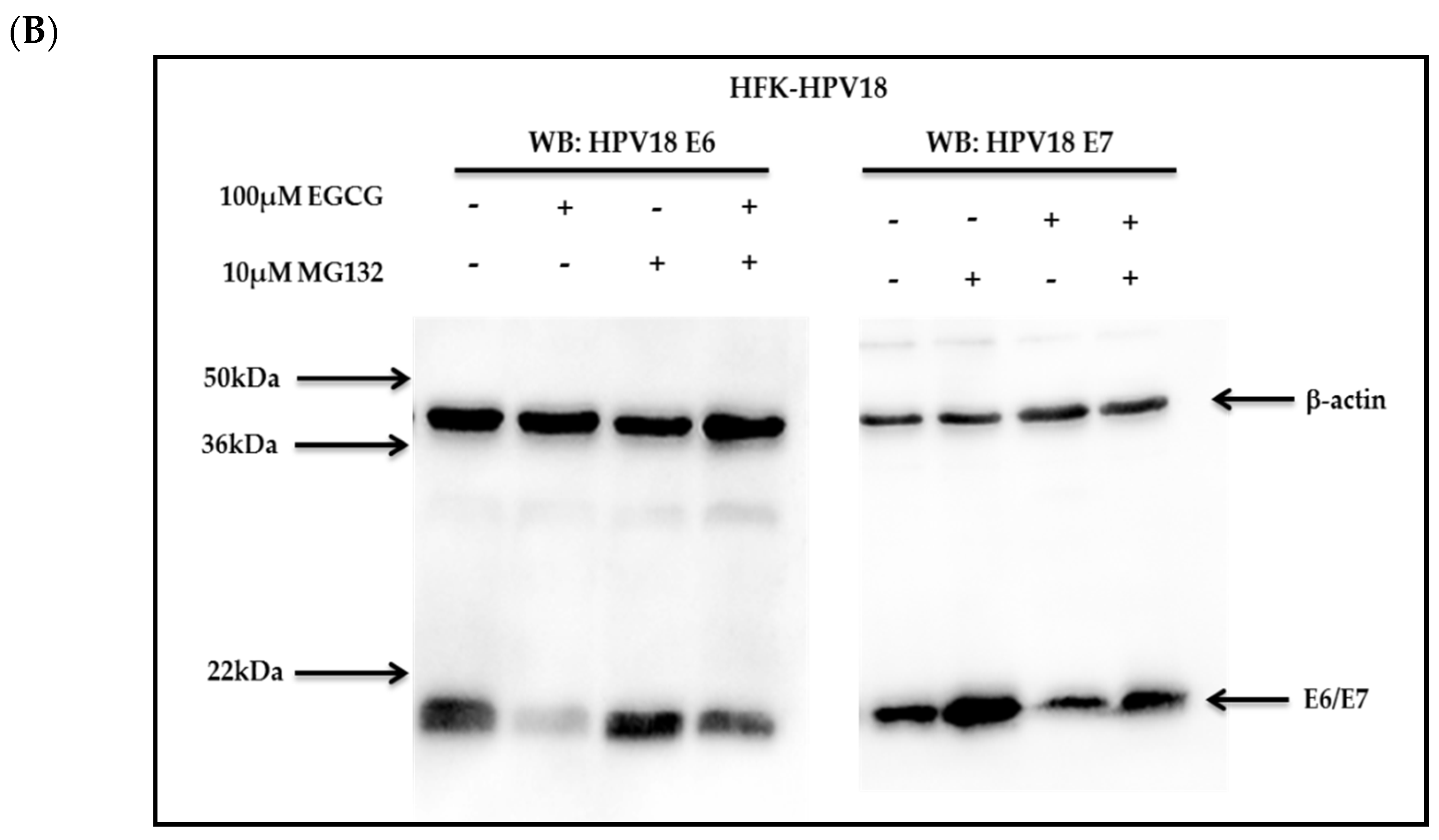 Pathogens 10 00459 g006b Pathogens 10 00459 g006b