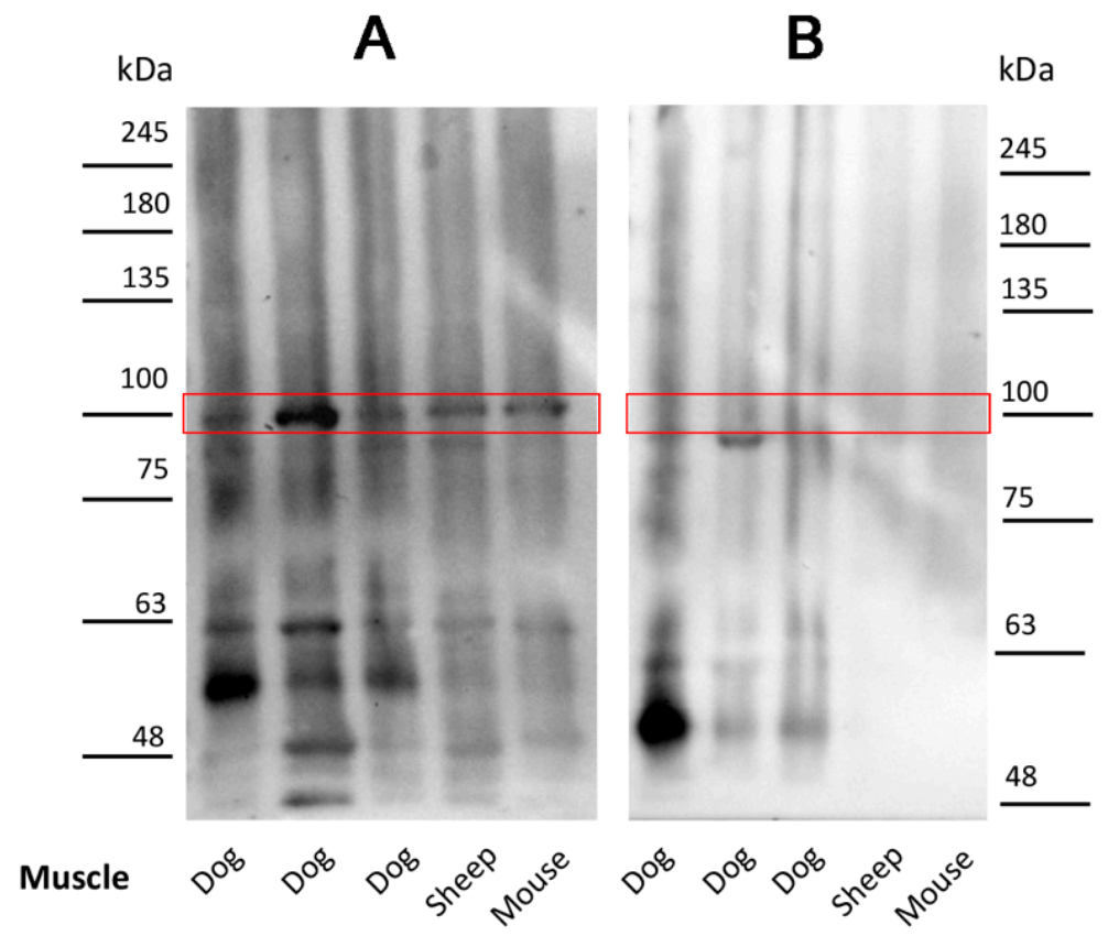 Pathogens 10 00463 g002 Pathogens 10 00463 g002