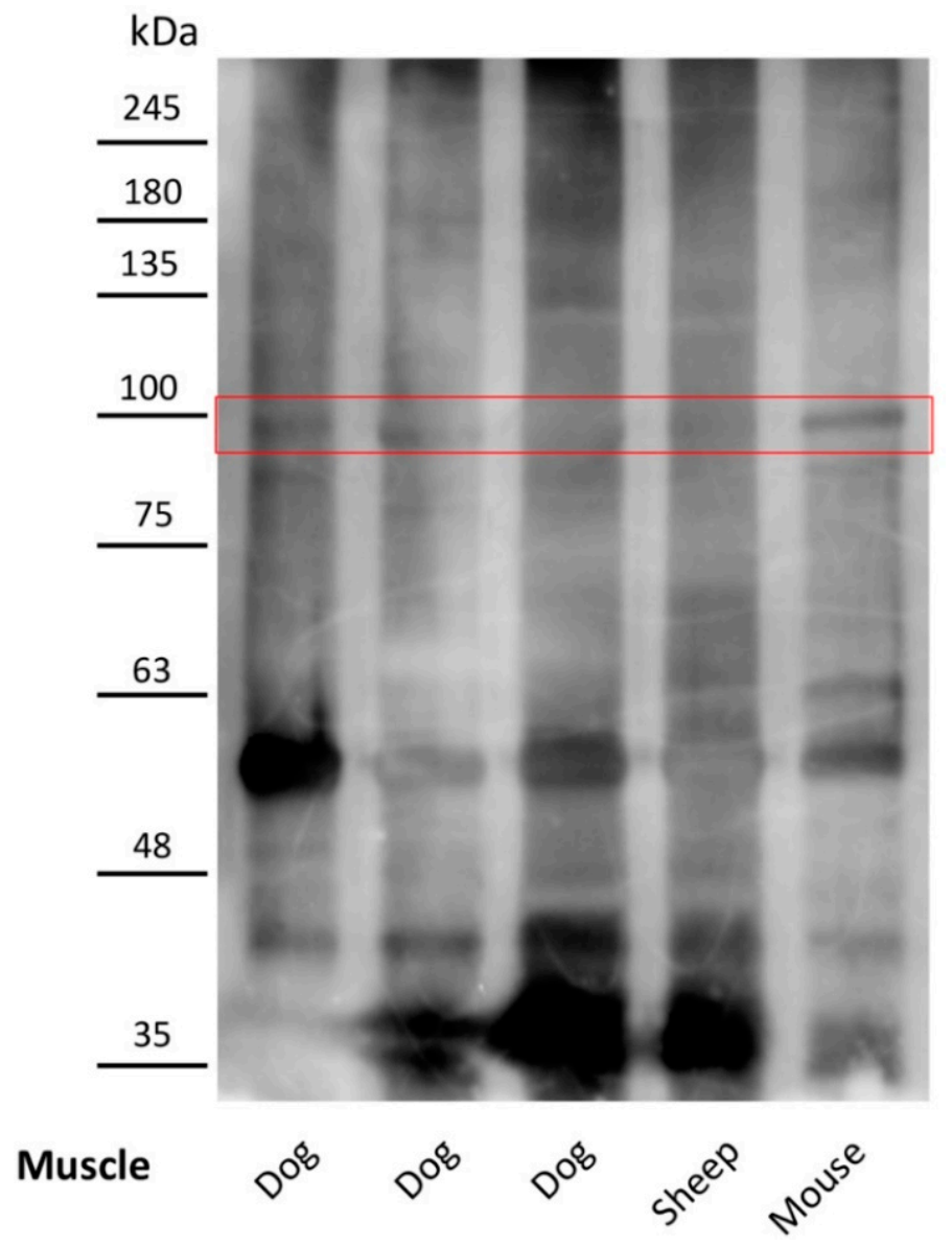 Pathogens 10 00463 g004 Pathogens 10 00463 g004