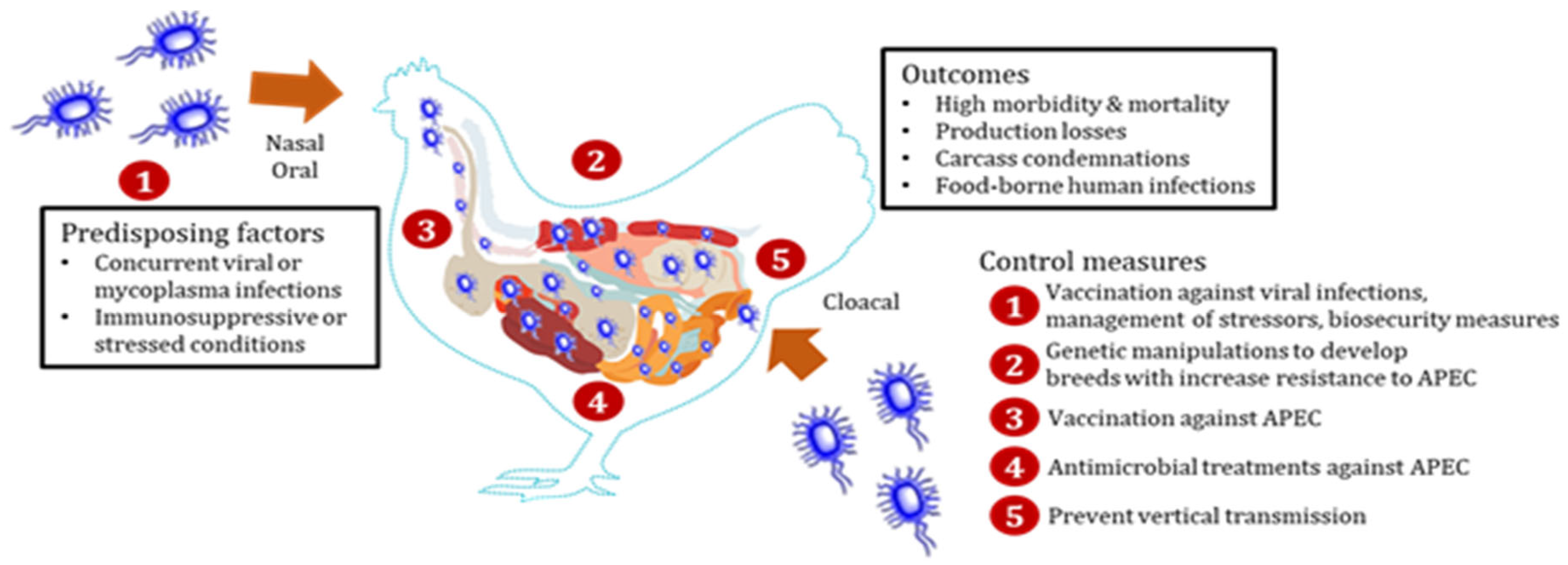 Pathogens 10 00467 sch001