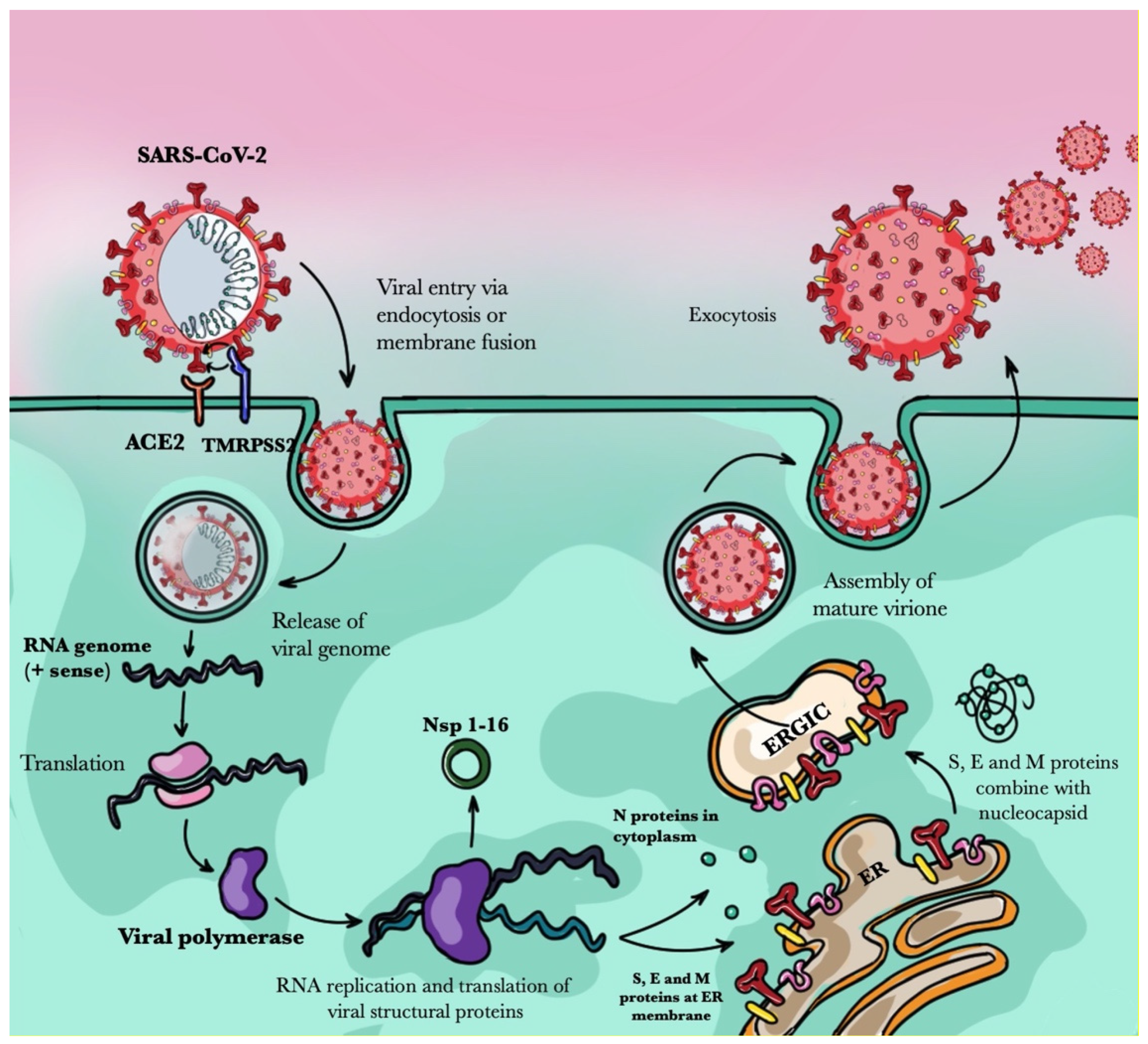 Pathogens 10 00476 g001