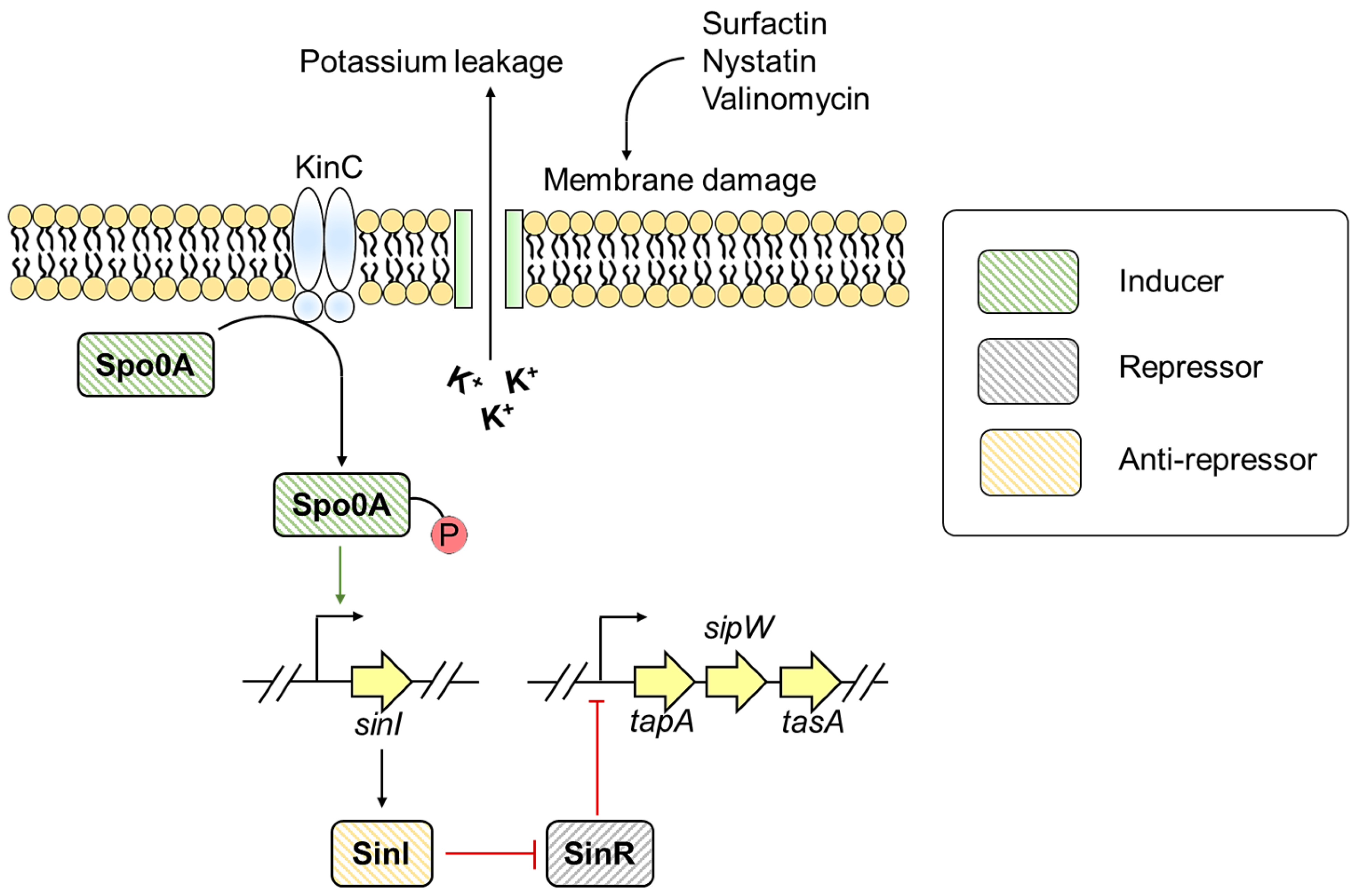 Pathogens 10 00490 g006