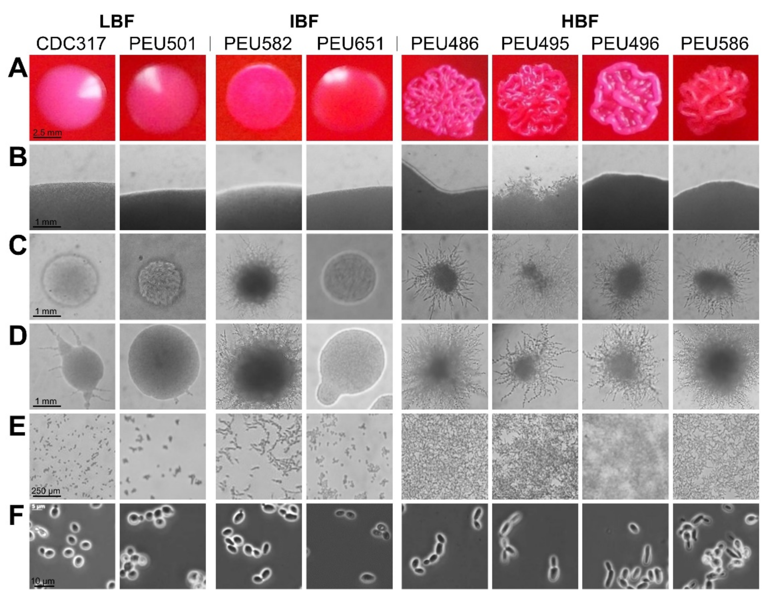 Pathogens 10 00493 g002