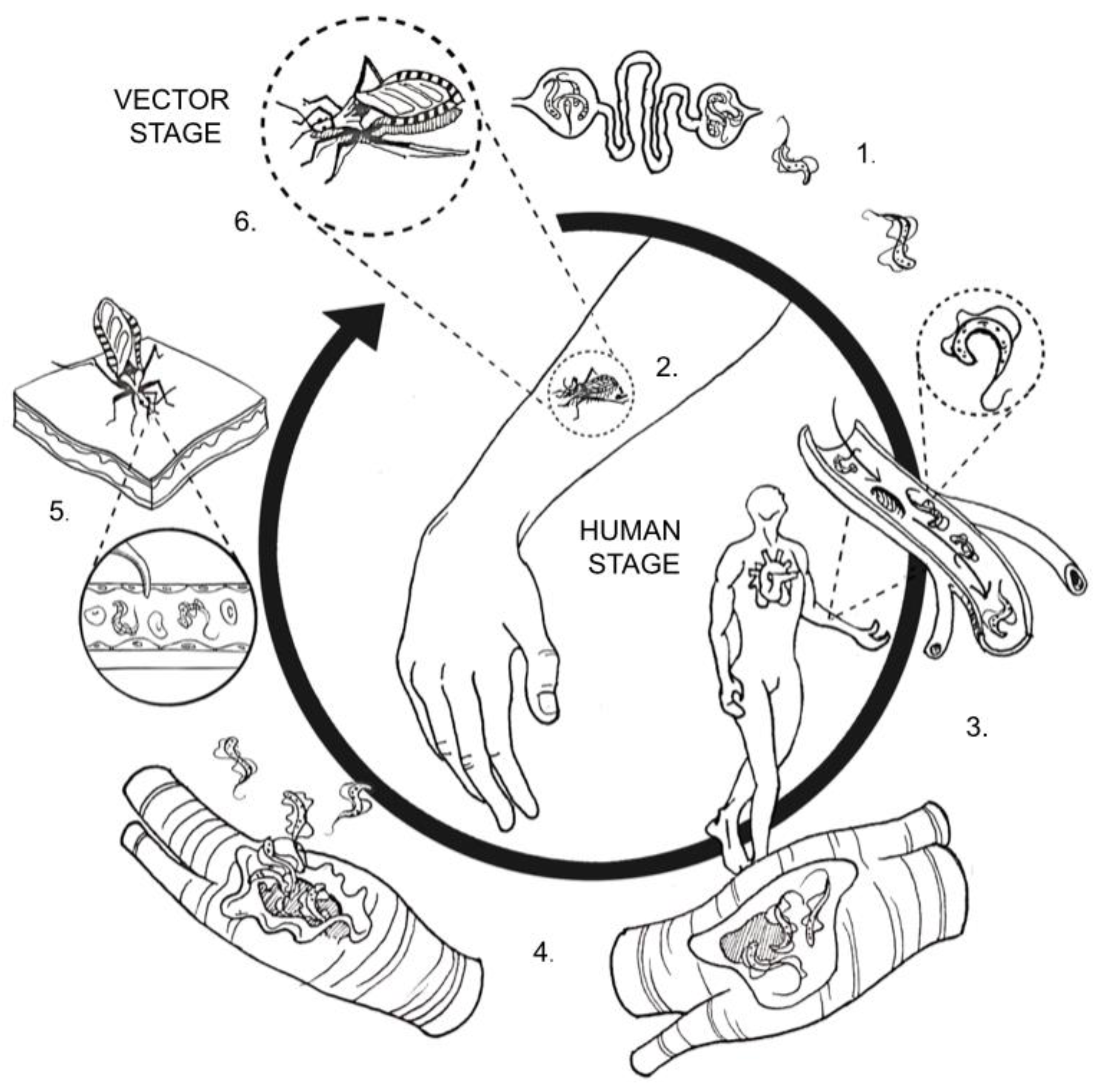 Pathogens 10 00505 g002