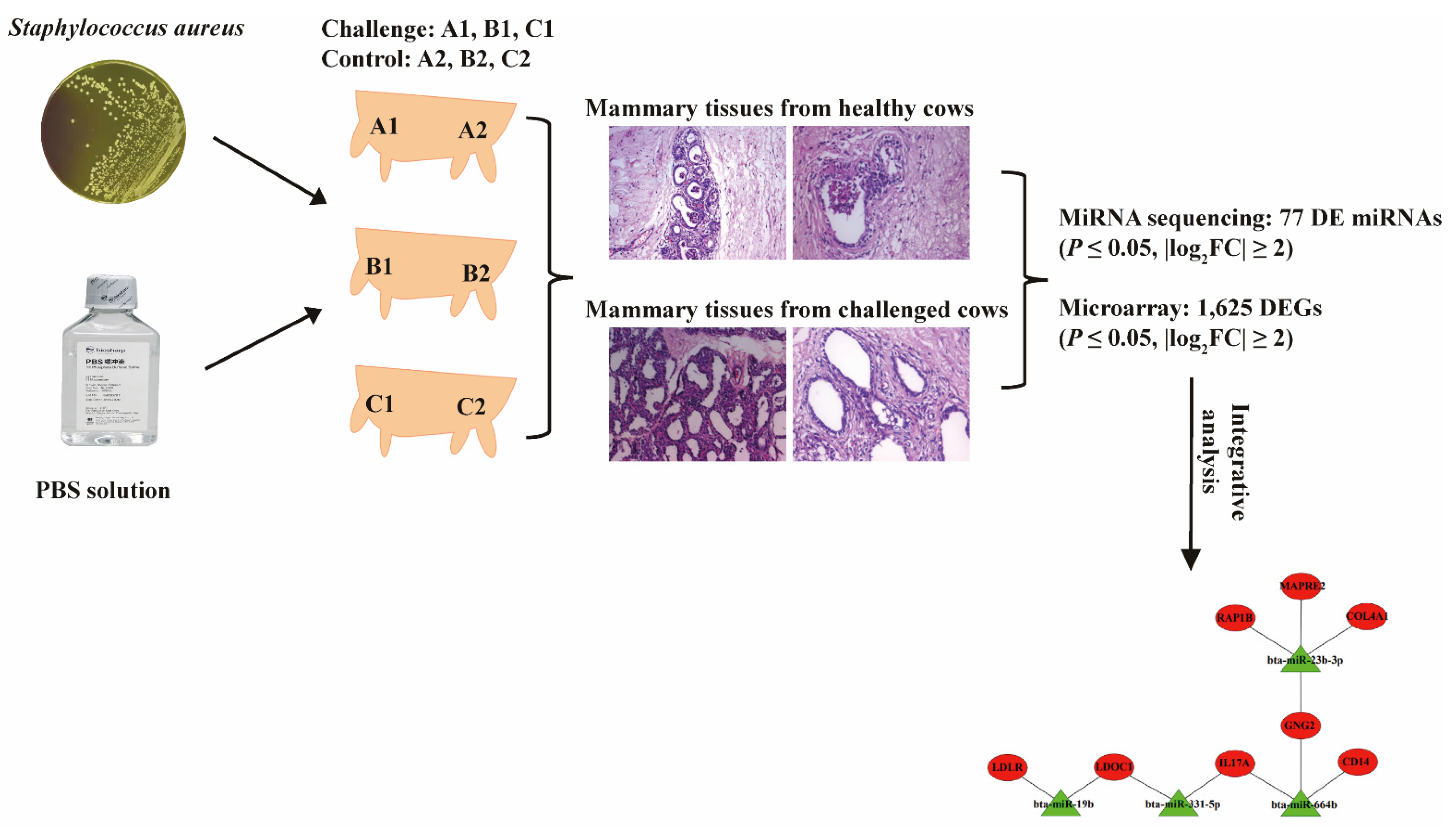 Pathogens 10 00506 g009 Pathogens 10 00506 g009