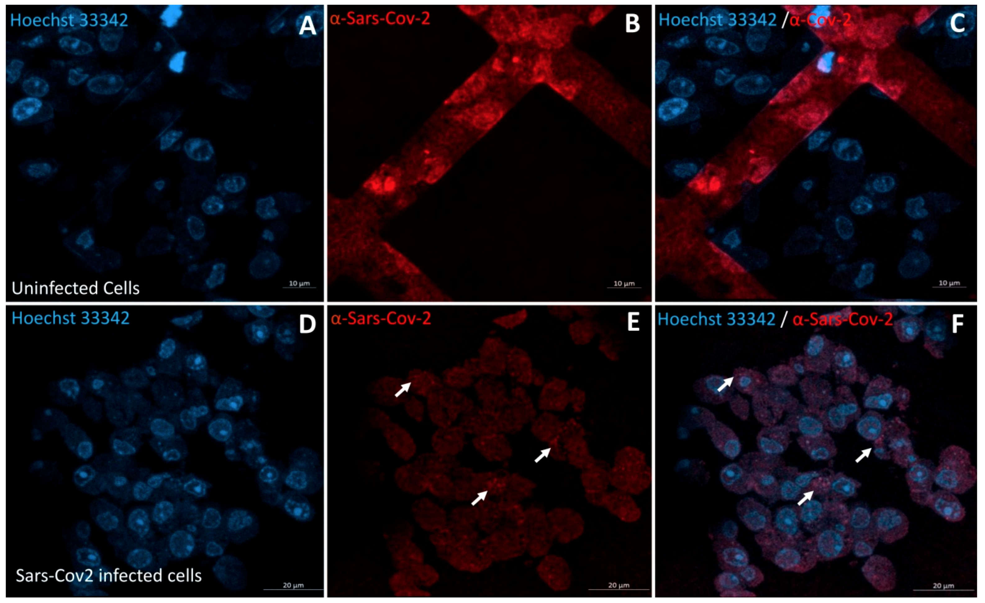 Pathogens 10 00516 g001 Pathogens 10 00516 g001