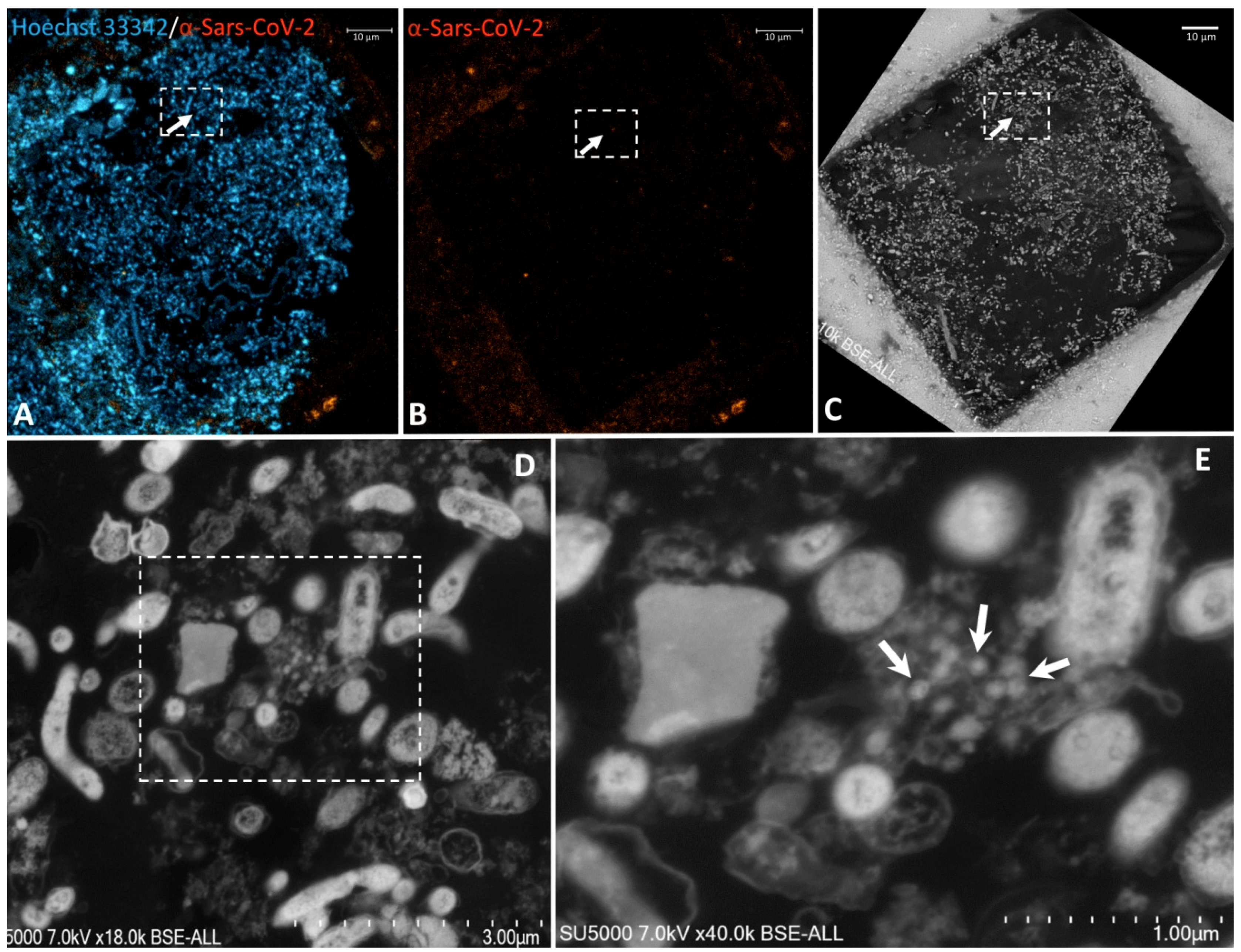Pathogens 10 00516 g003 Pathogens 10 00516 g003