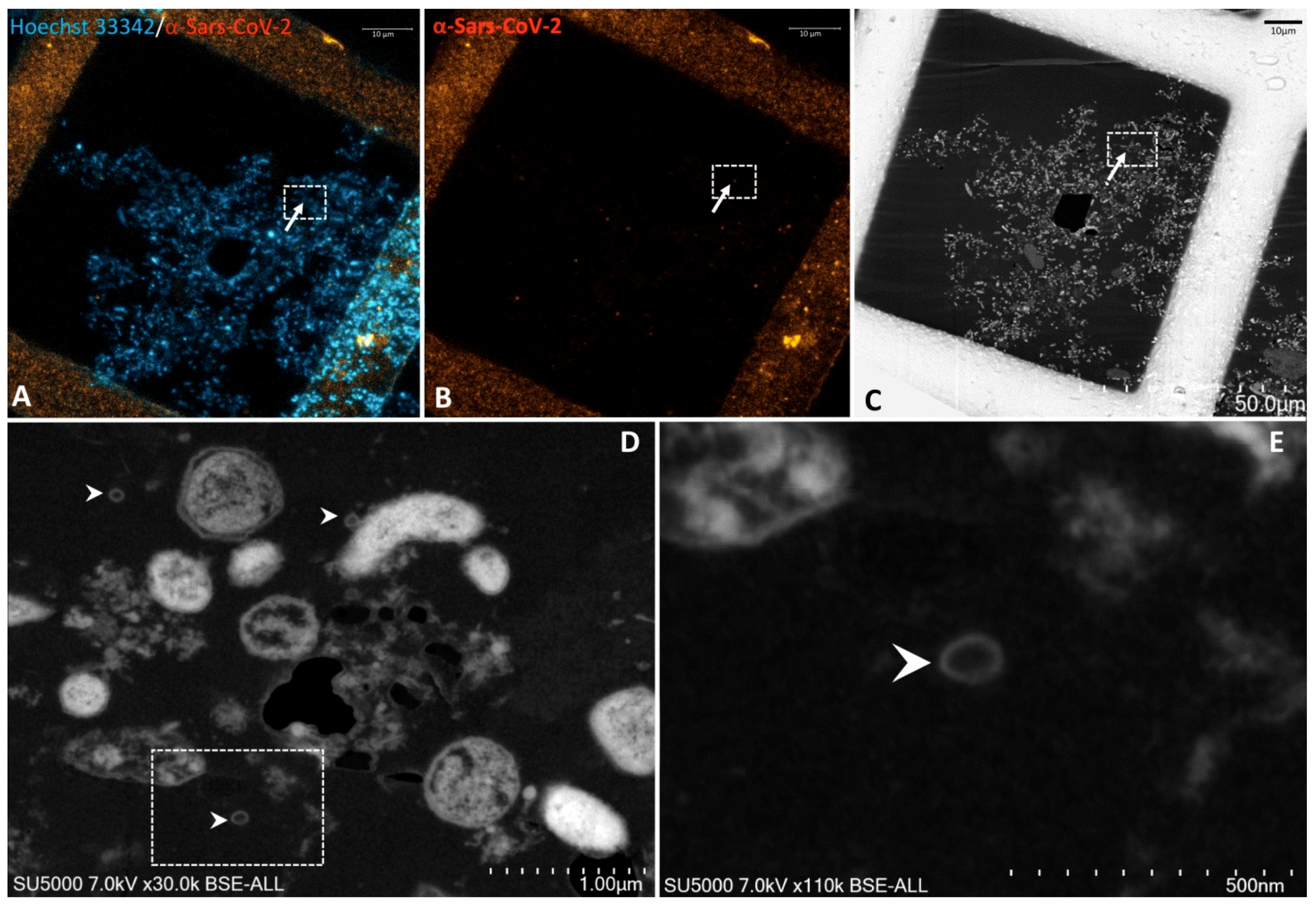 Pathogens 10 00516 g004 Pathogens 10 00516 g004