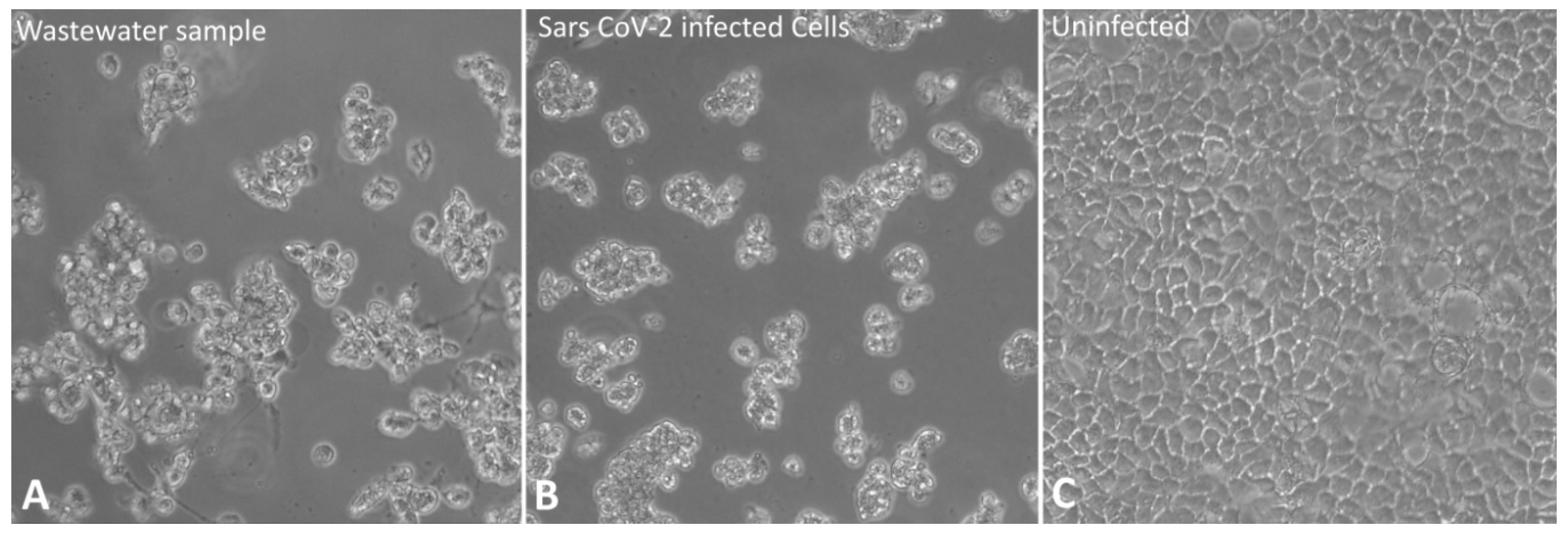 Pathogens 10 00516 g005 Pathogens 10 00516 g005