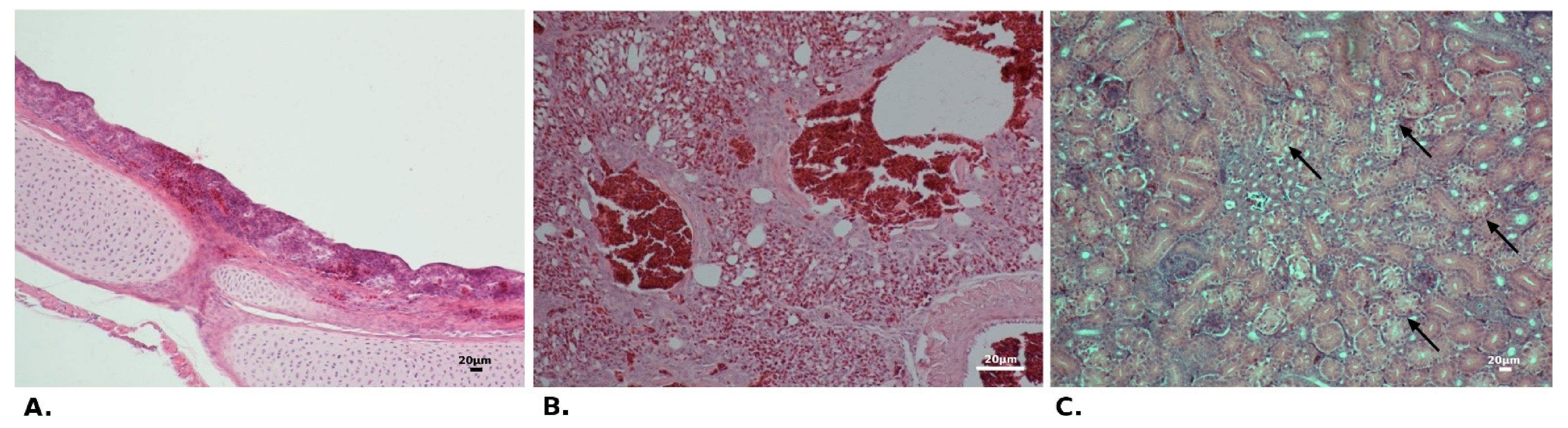 Pathogens 10 00522 g003 Pathogens 10 00522 g003