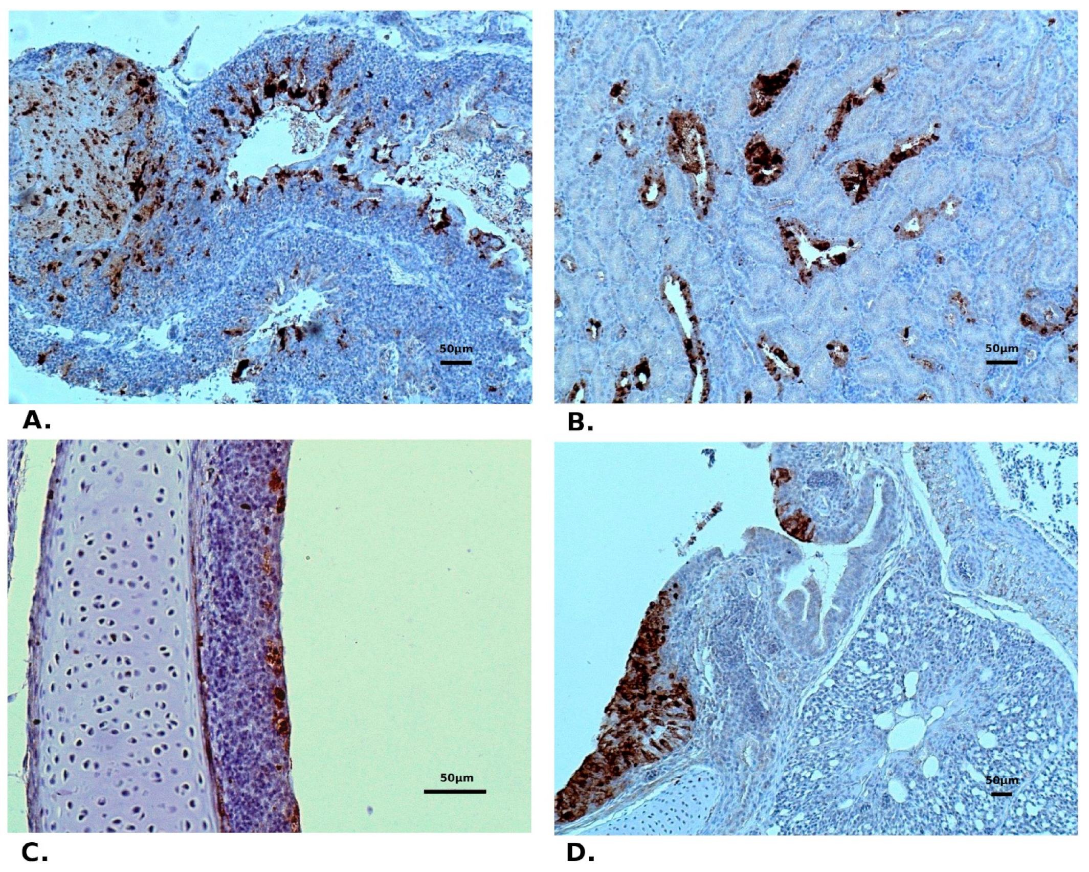 Pathogens 10 00522 g004 Pathogens 10 00522 g004