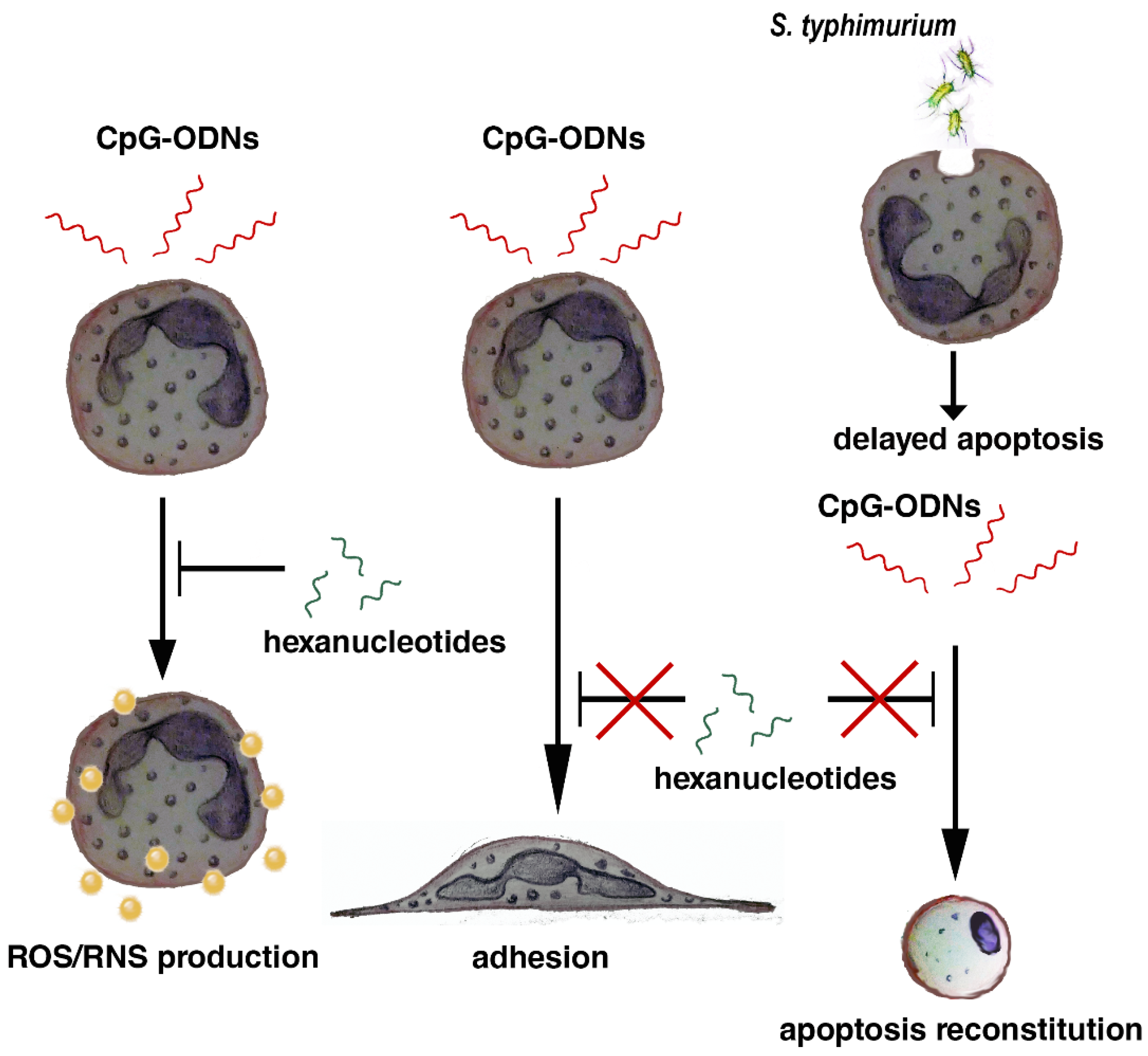 Pathogens 10 00530 sch001