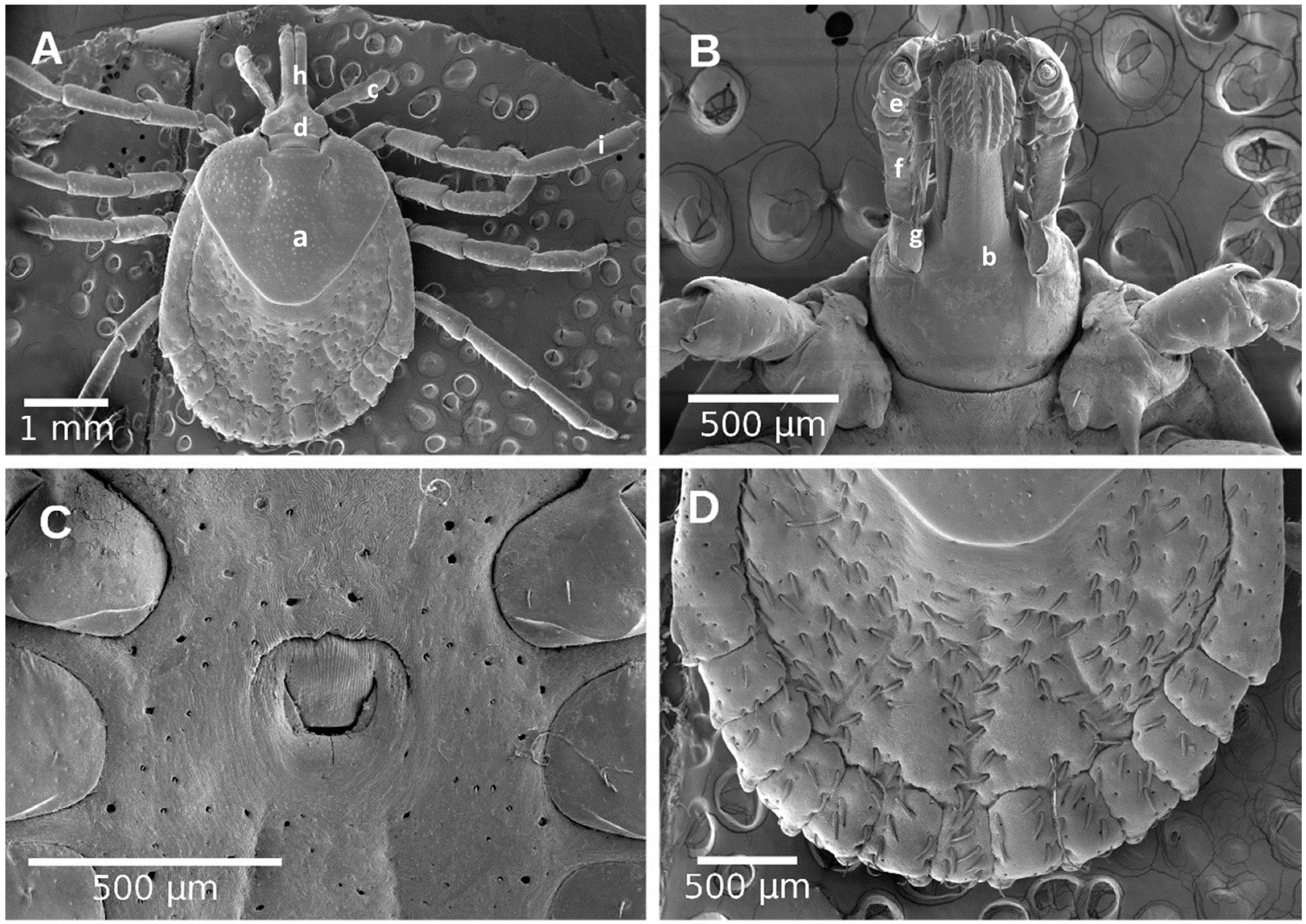 Pathogens 10 00533 g005
