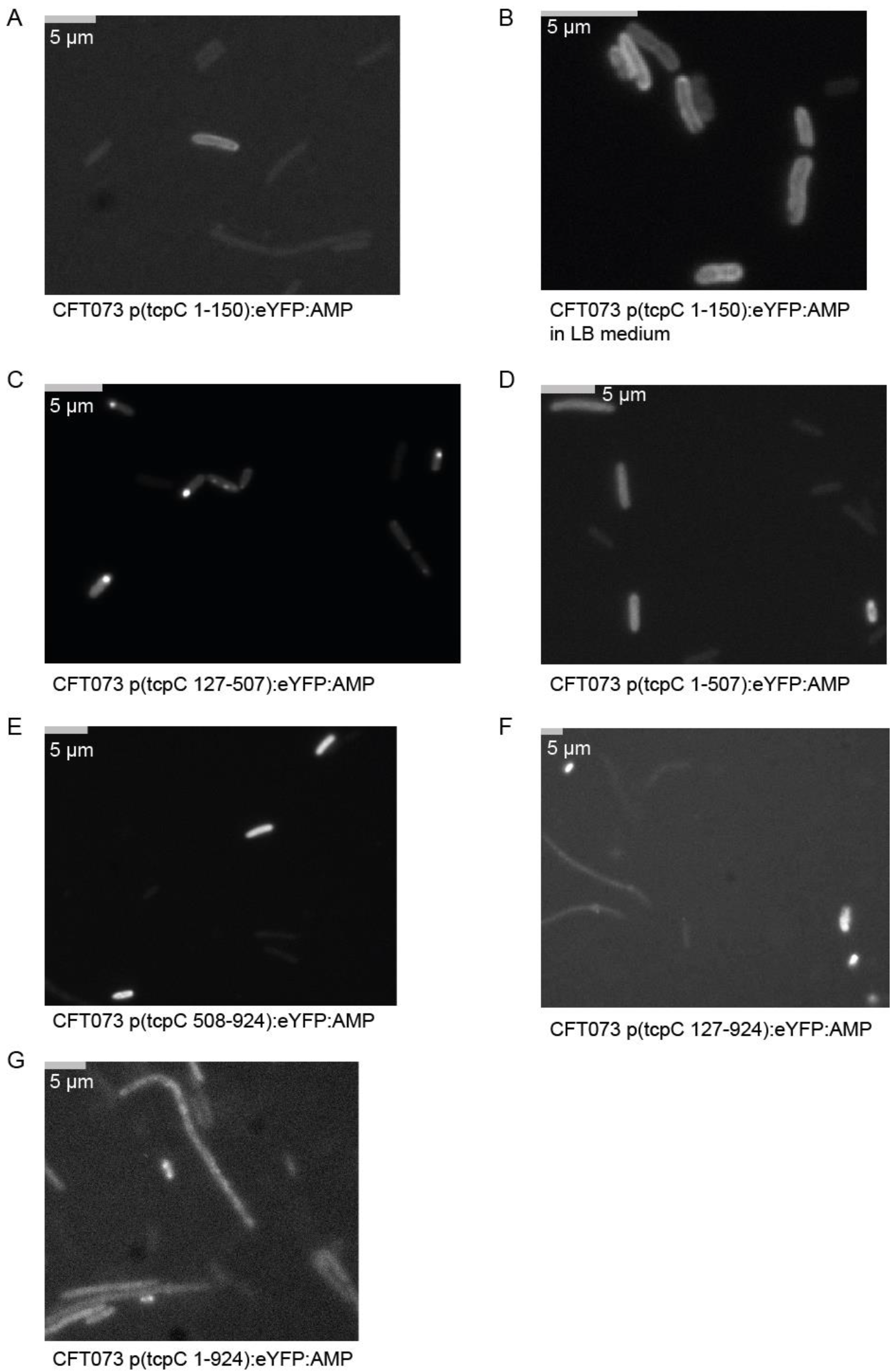 Pathogens 10 00549 g003 Pathogens 10 00549 g003