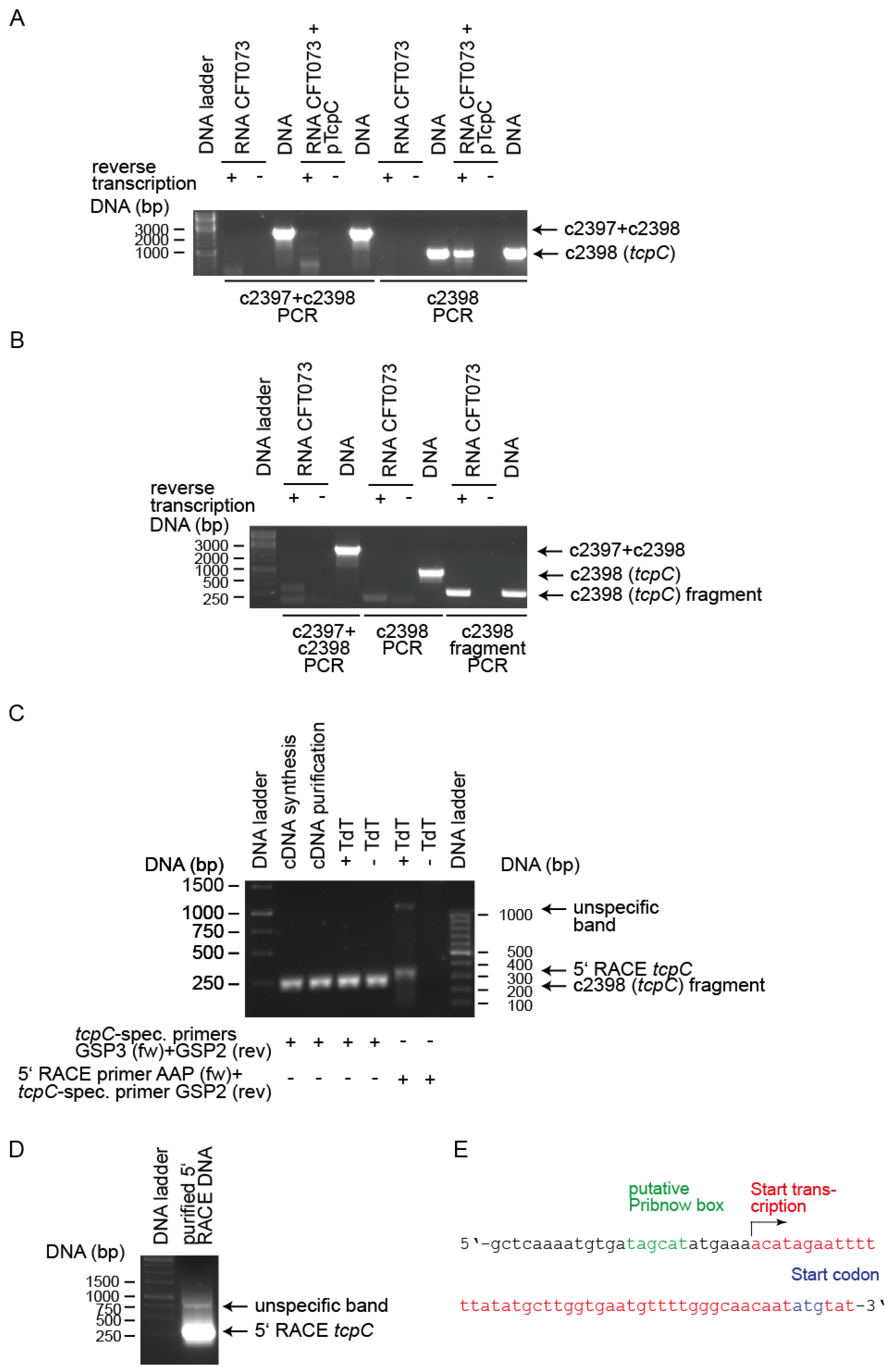 Pathogens 10 00549 g006 Pathogens 10 00549 g006
