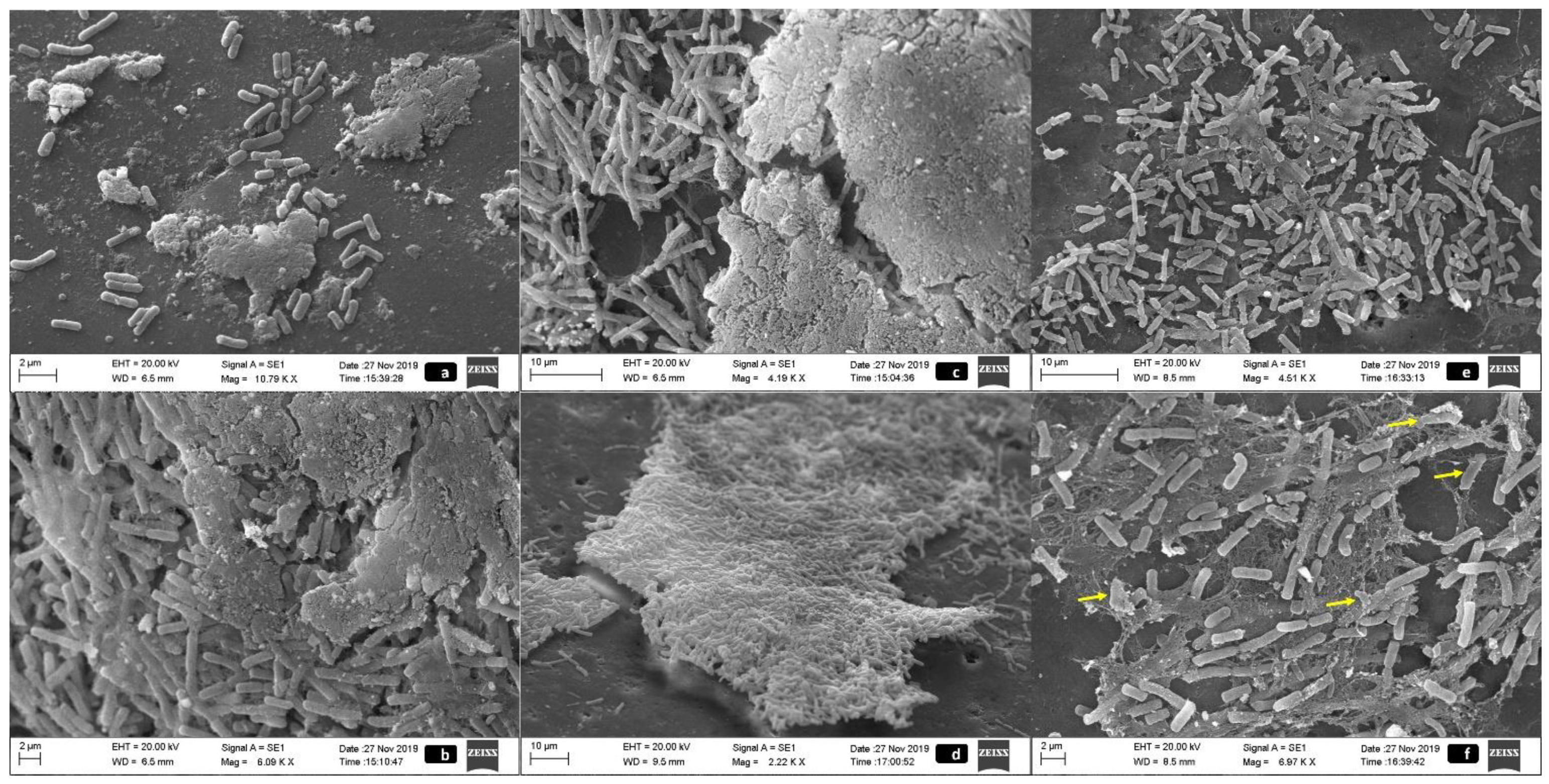 Pathogens 10 00581 g002