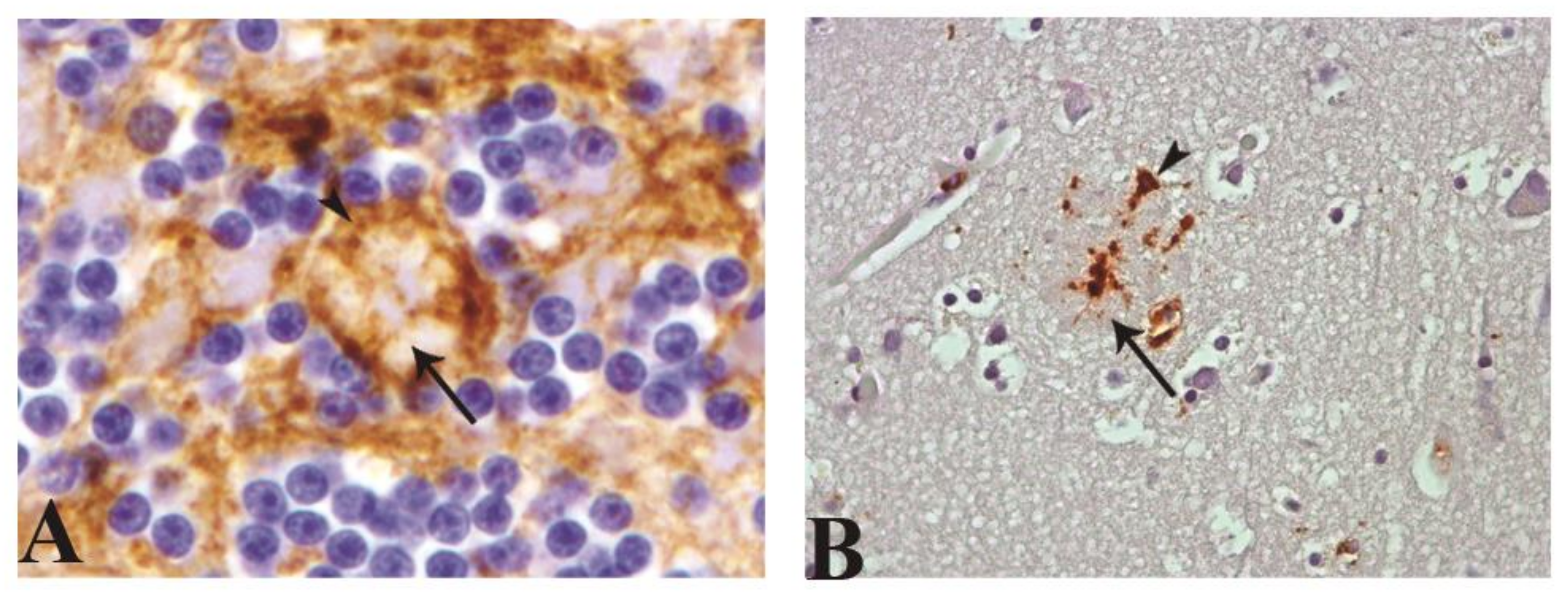 Pathogens 10 00596 g006 Pathogens 10 00596 g006