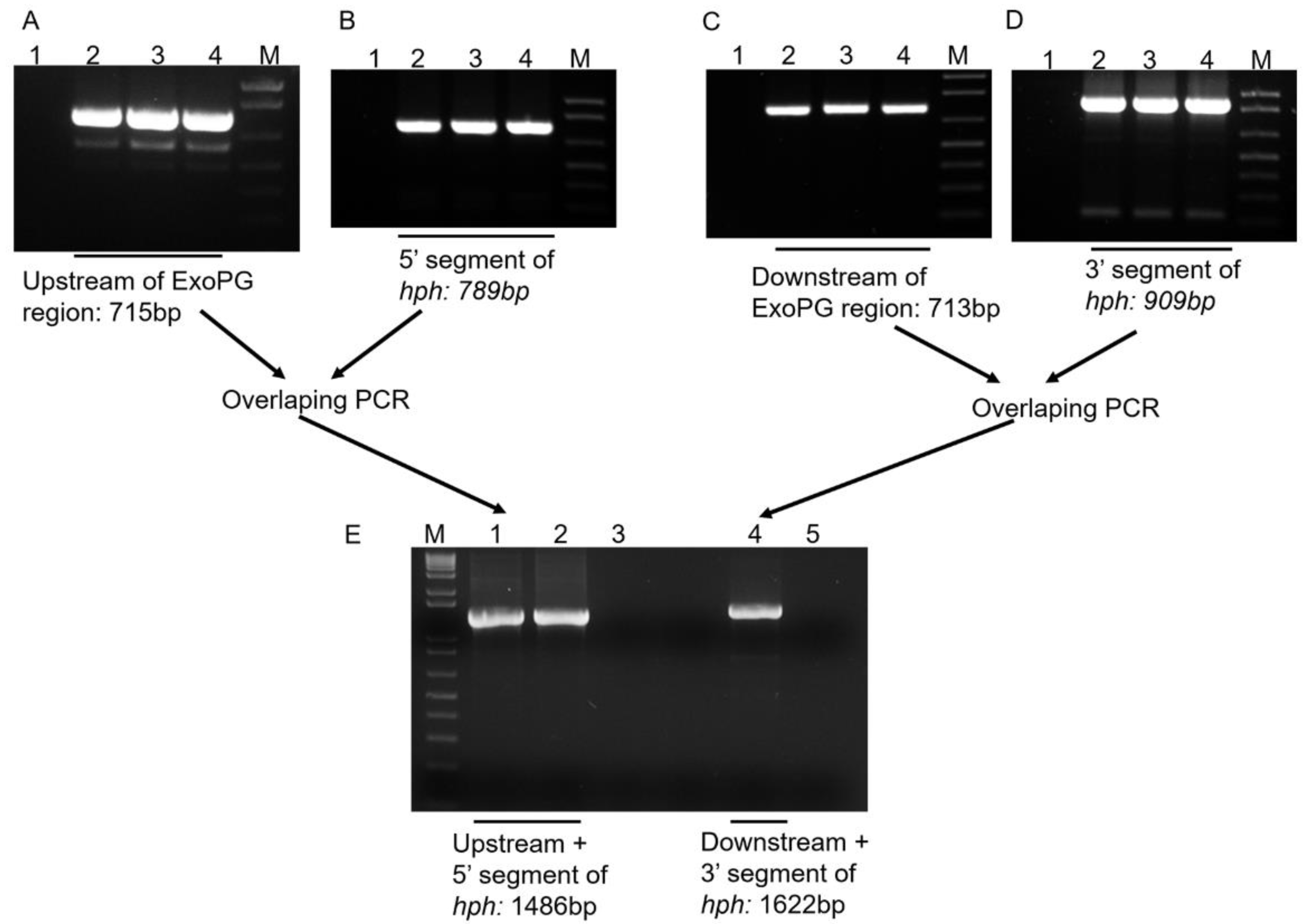Pathogens 10 00642 g003