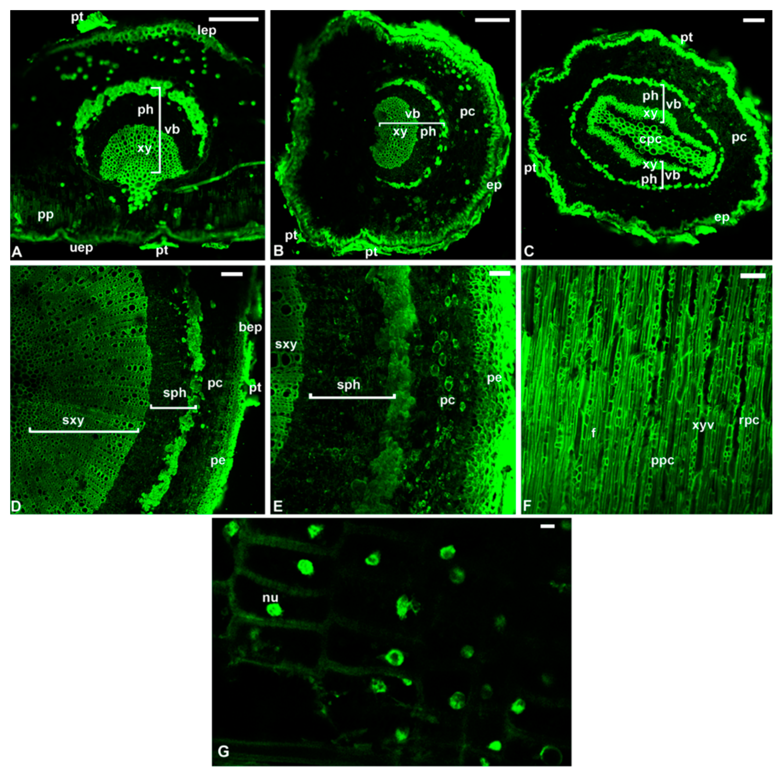 Pathogens 10 00668 g005