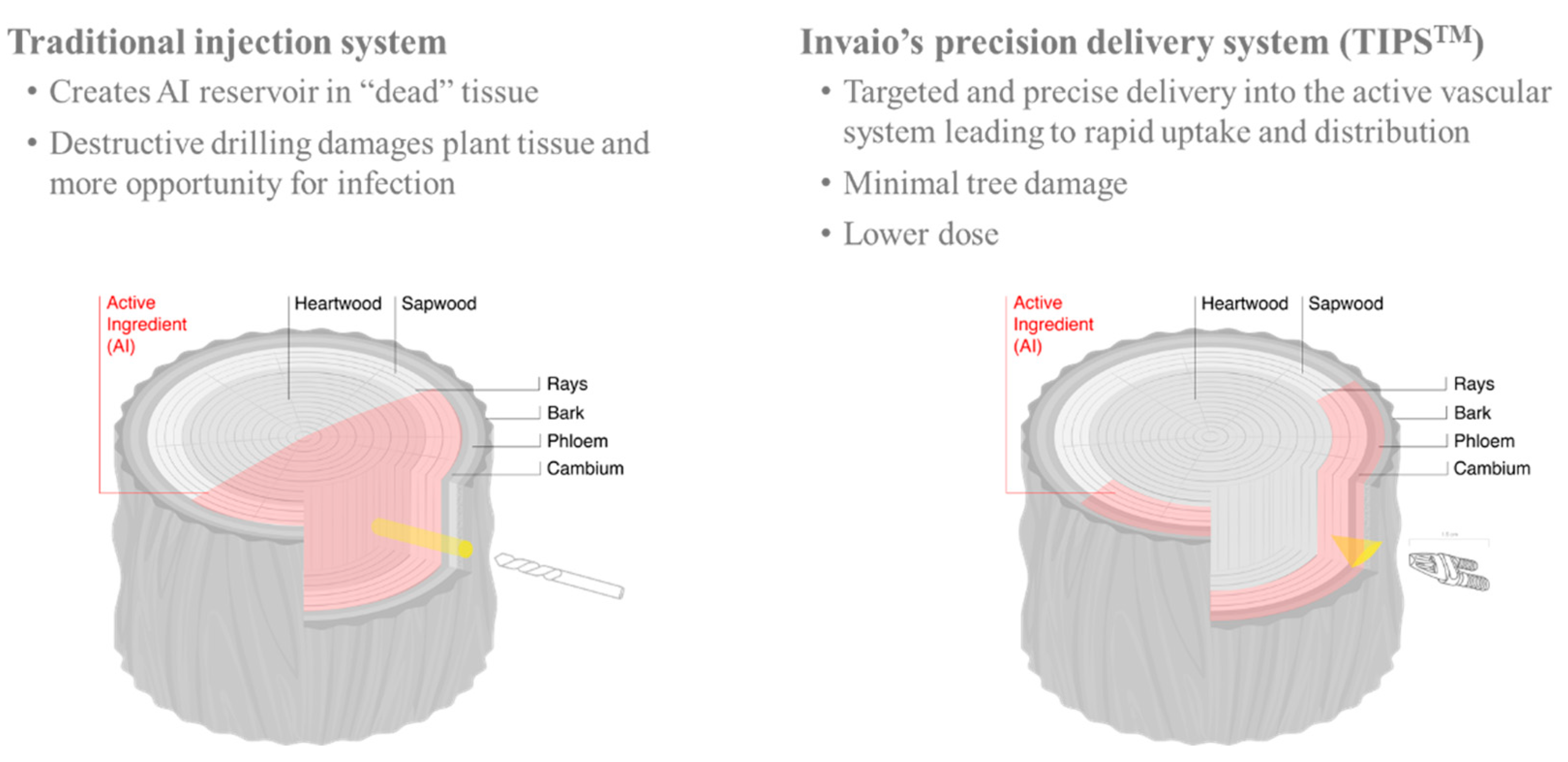 Pathogens 10 00668 g013