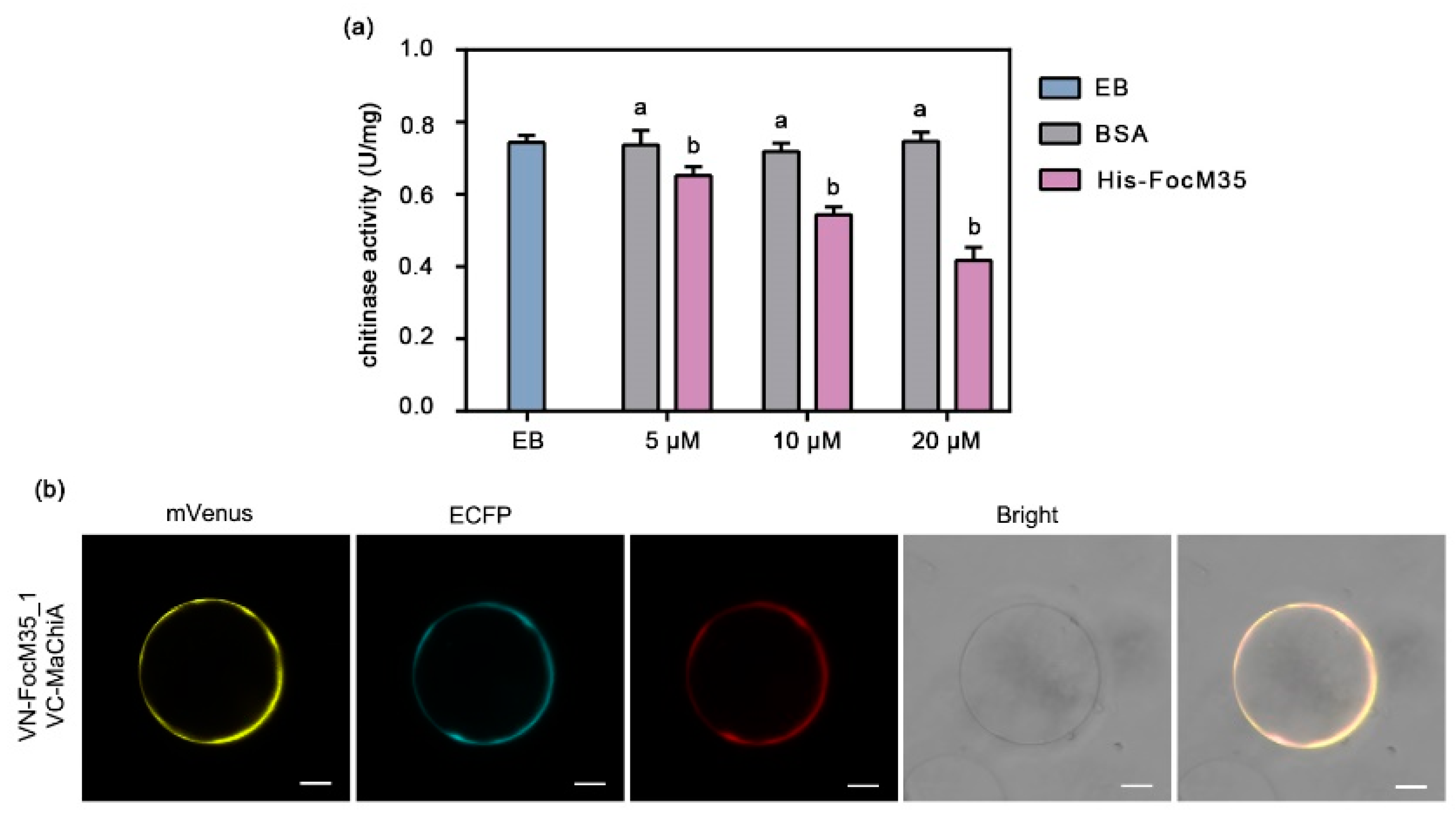 Pathogens 10 00670 g004