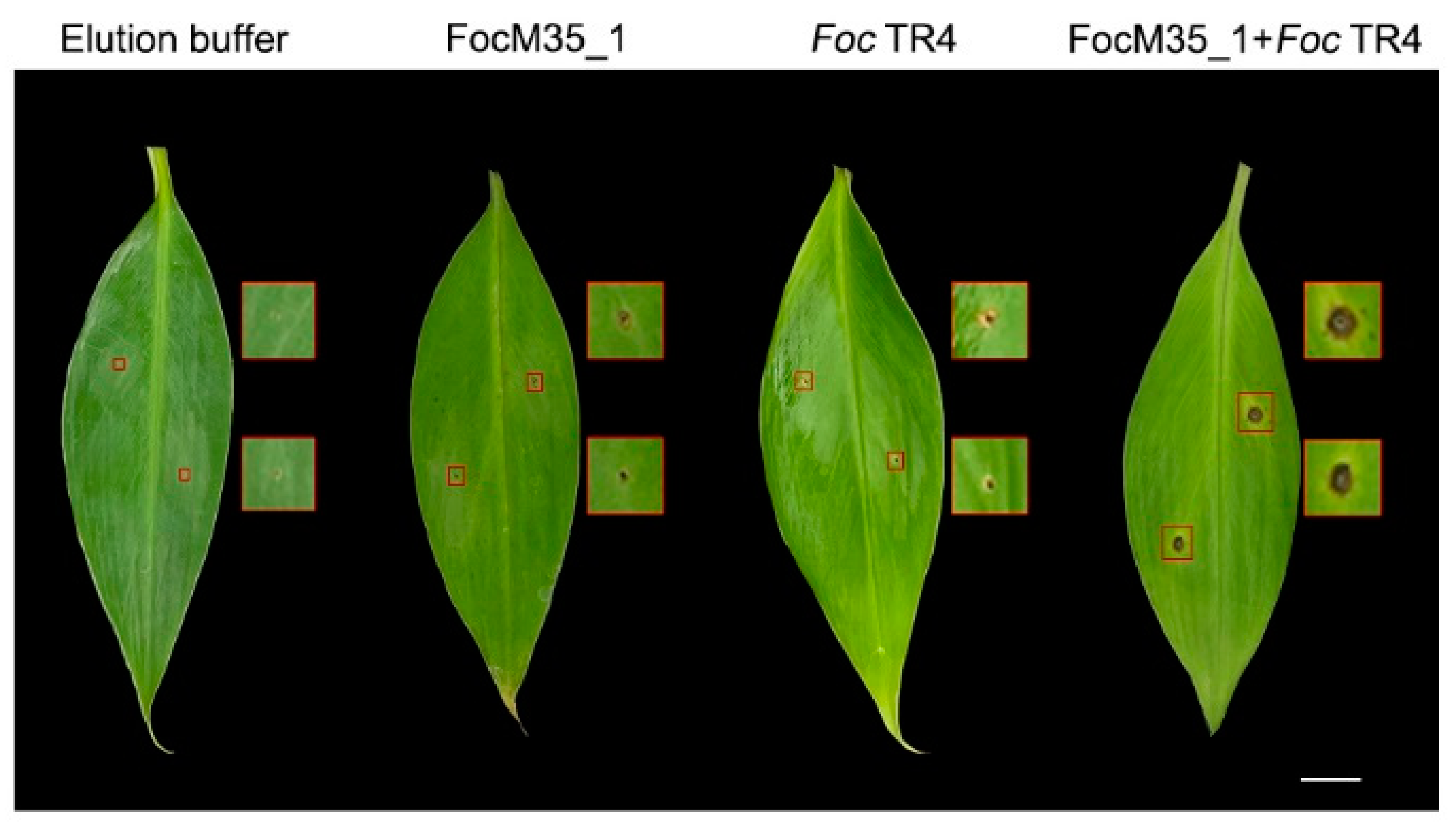 Pathogens 10 00670 g007