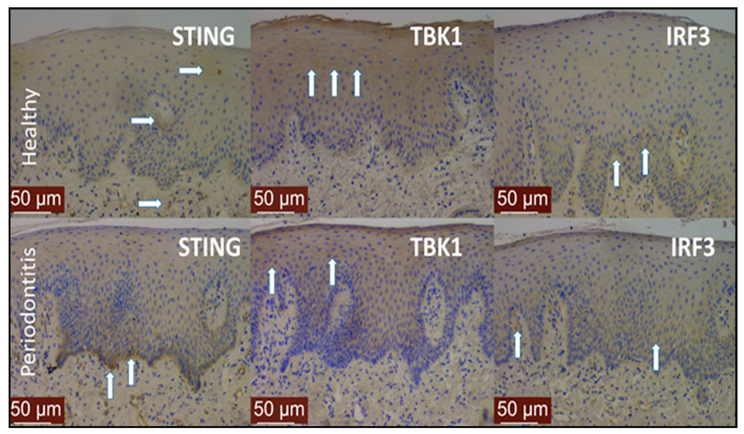 Pathogens 10 00675 g002 Pathogens 10 00675 g002