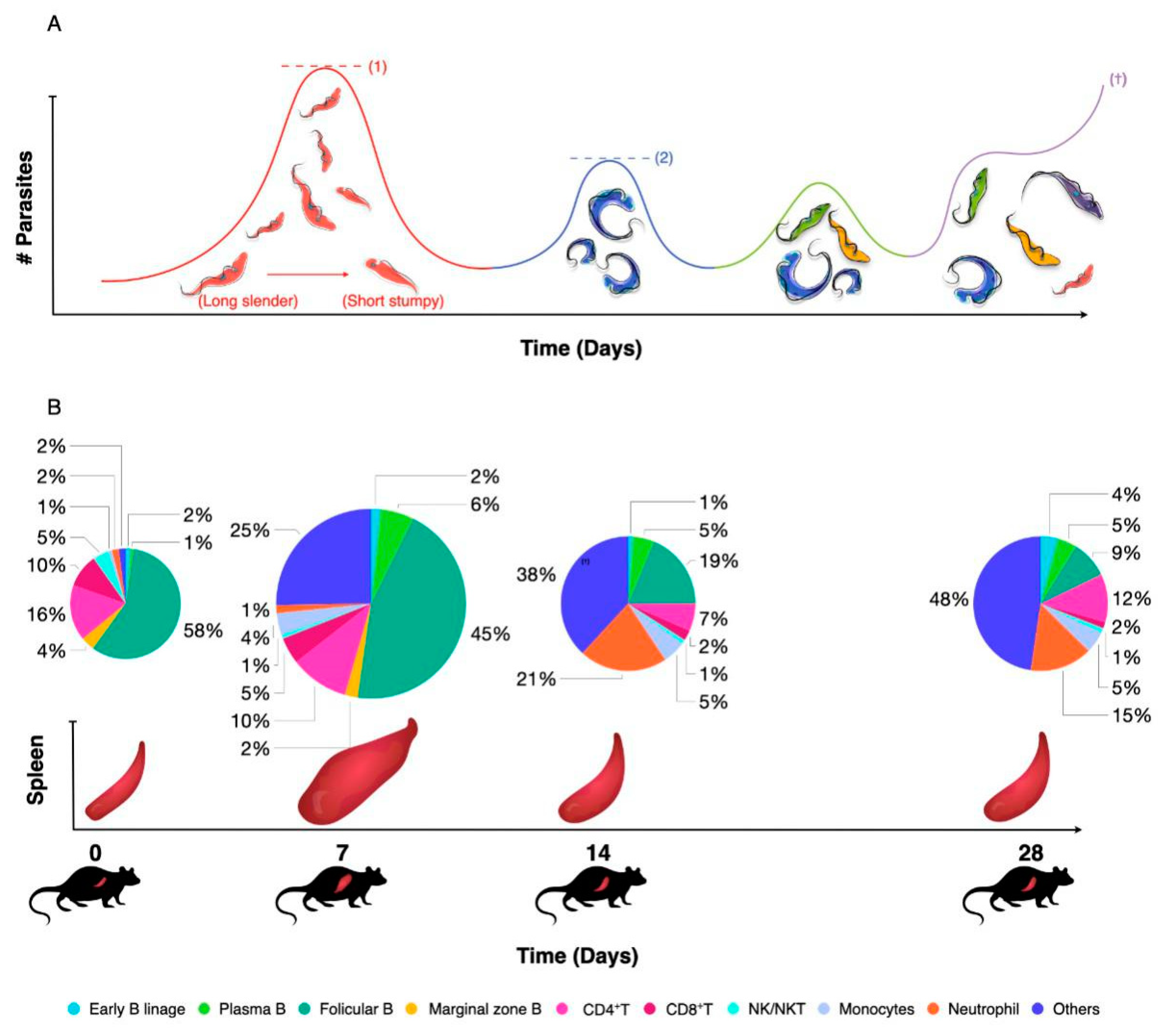 Pathogens 10 00679 g003