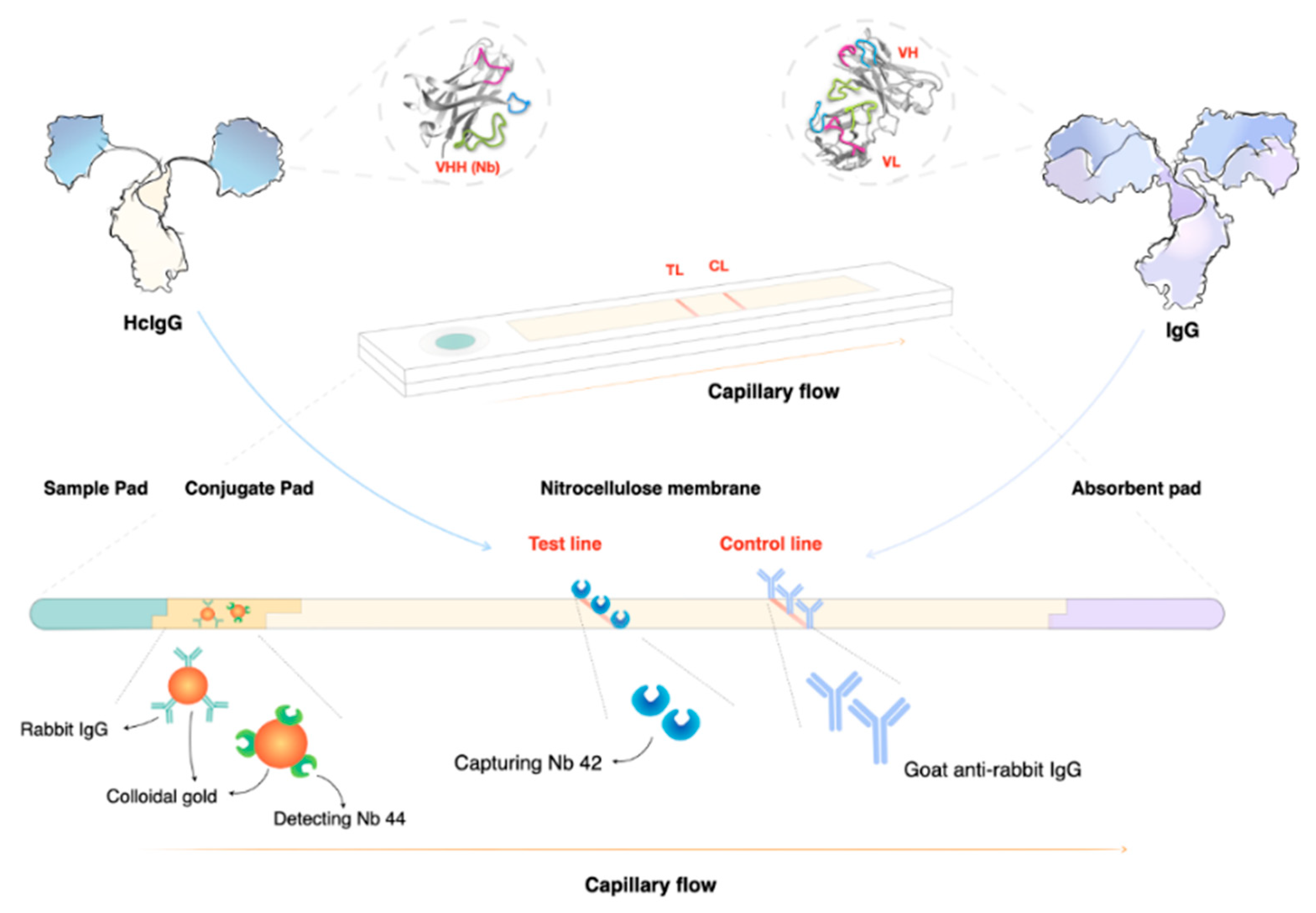 Pathogens 10 00679 g004