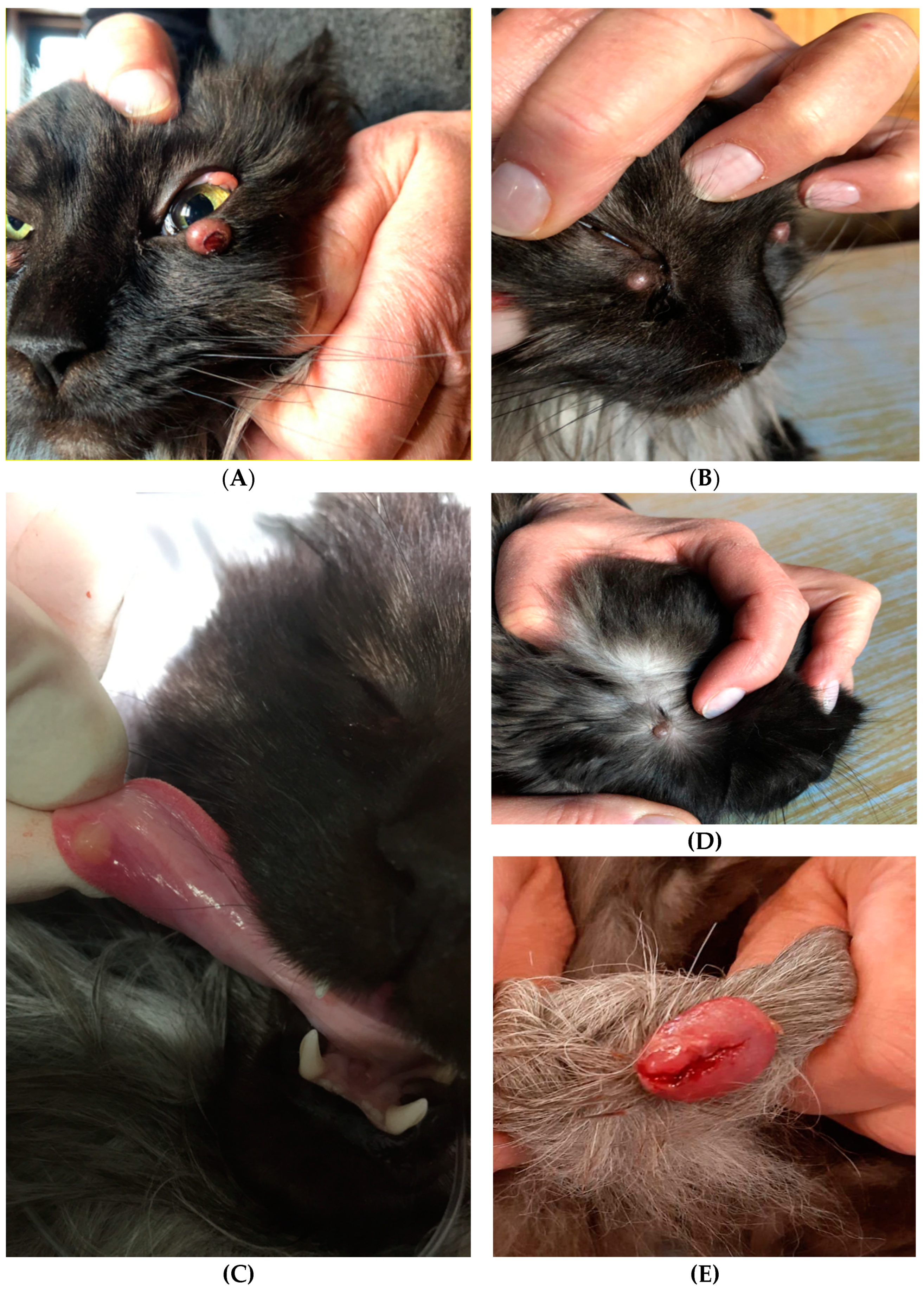 Pathogens 10 00687 g001 Pathogens 10 00687 g001