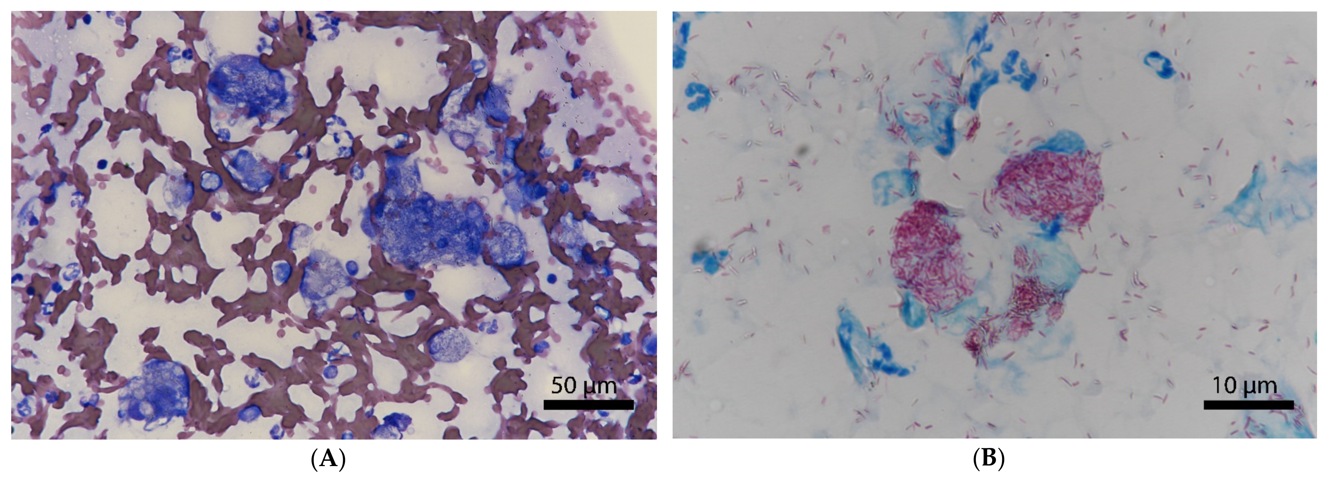 Pathogens 10 00687 g002 Pathogens 10 00687 g002
