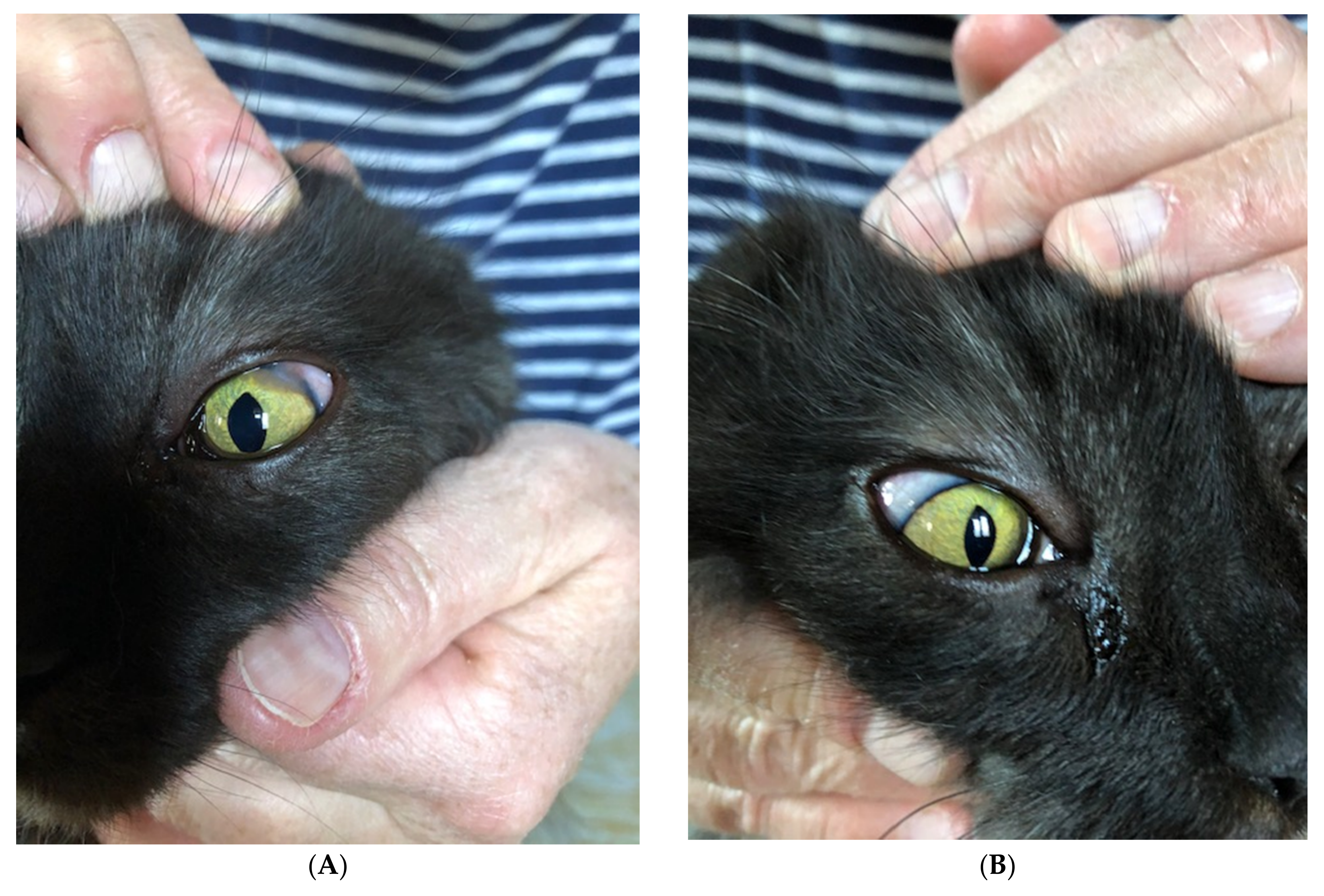 Pathogens 10 00687 g003 Pathogens 10 00687 g003