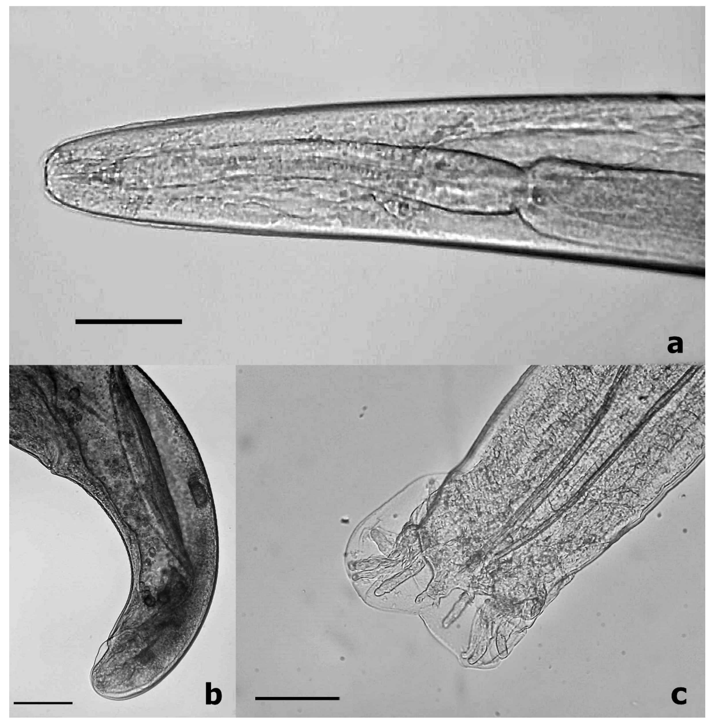 Pathogens 10 00715 g001