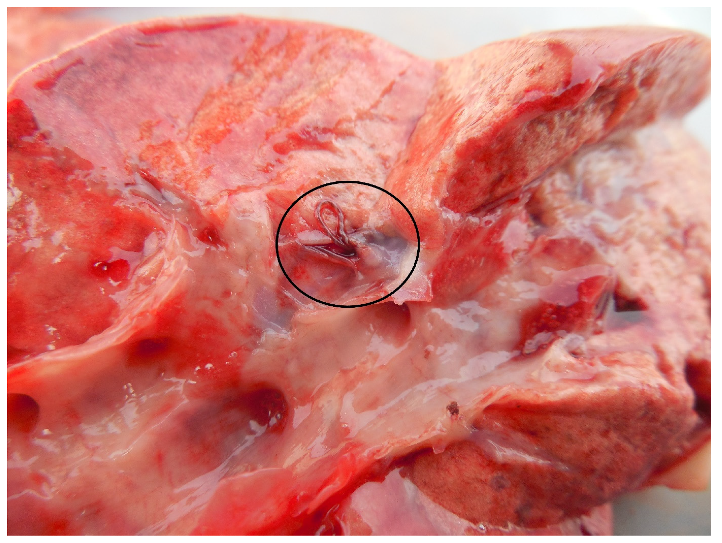 Pathogens 10 00715 g003