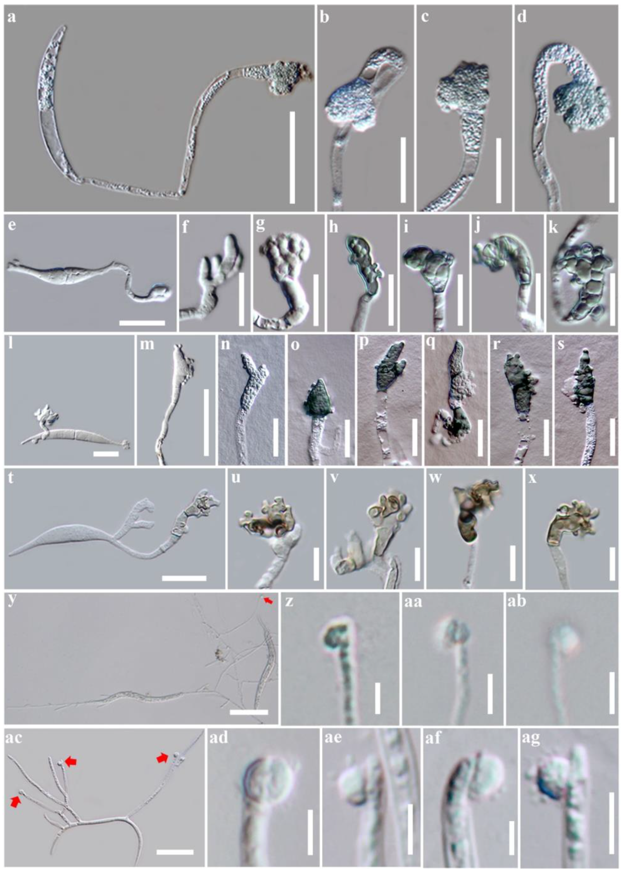 Pathogens 10 00746 g002 Pathogens 10 00746 g002