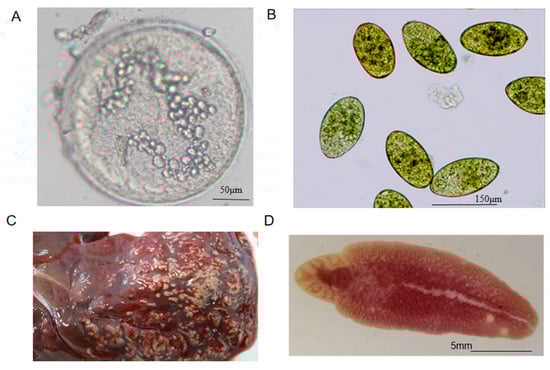 Pathogens 10 00749 g0a1